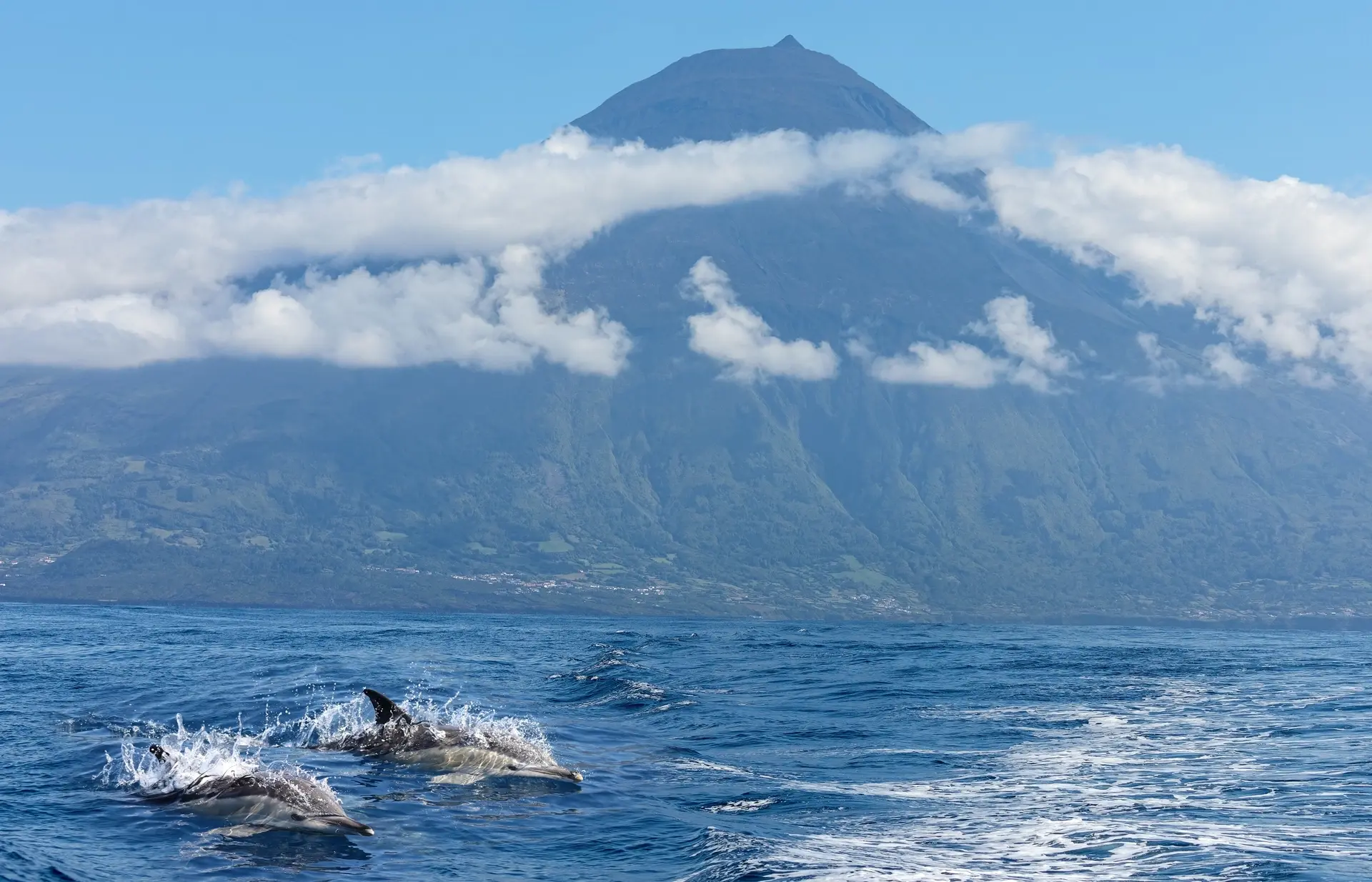 Common dolphins in the Azores