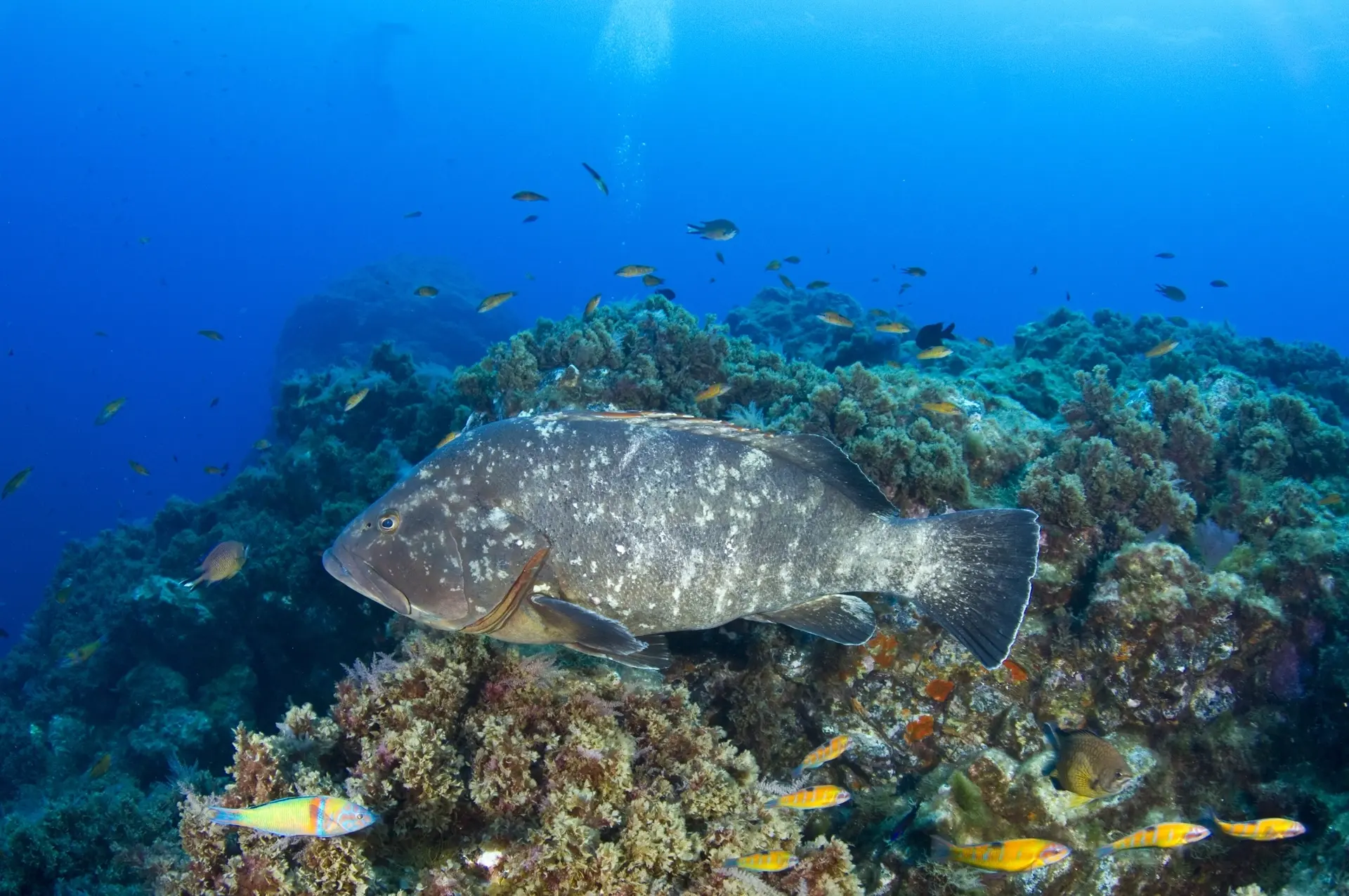 Giant grouper at the Formigas Rocks dive site in the Azores
