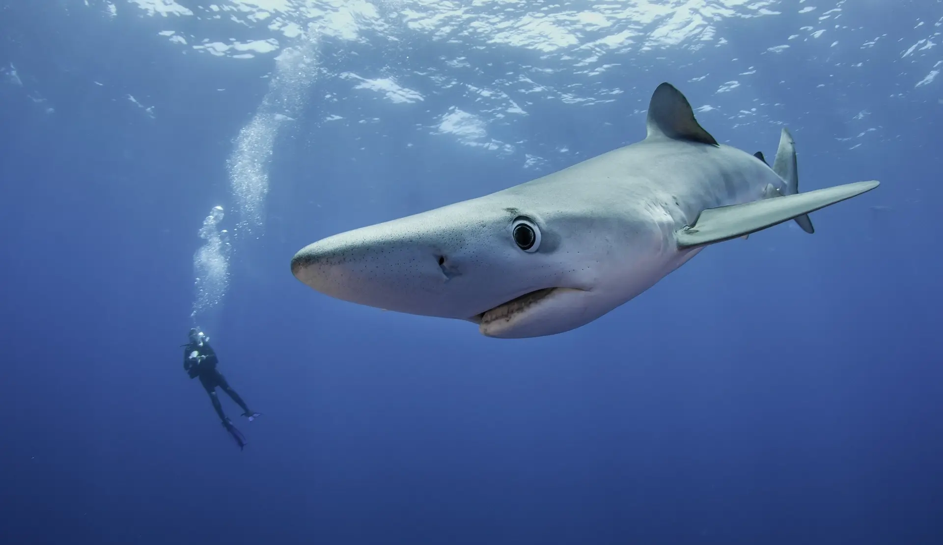 Blue shark in Pico, the Azores