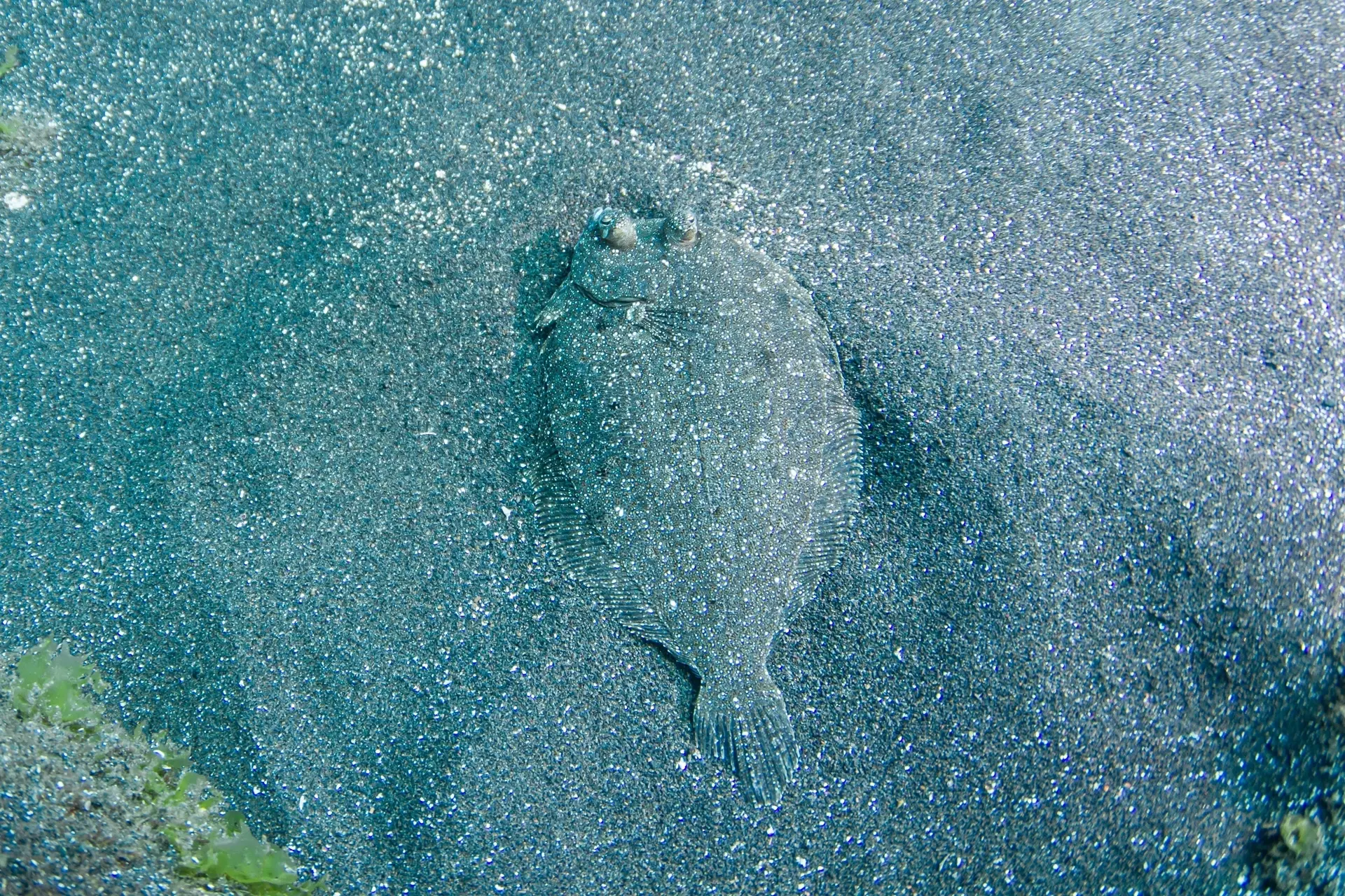 Flounder in Pico, the Azores