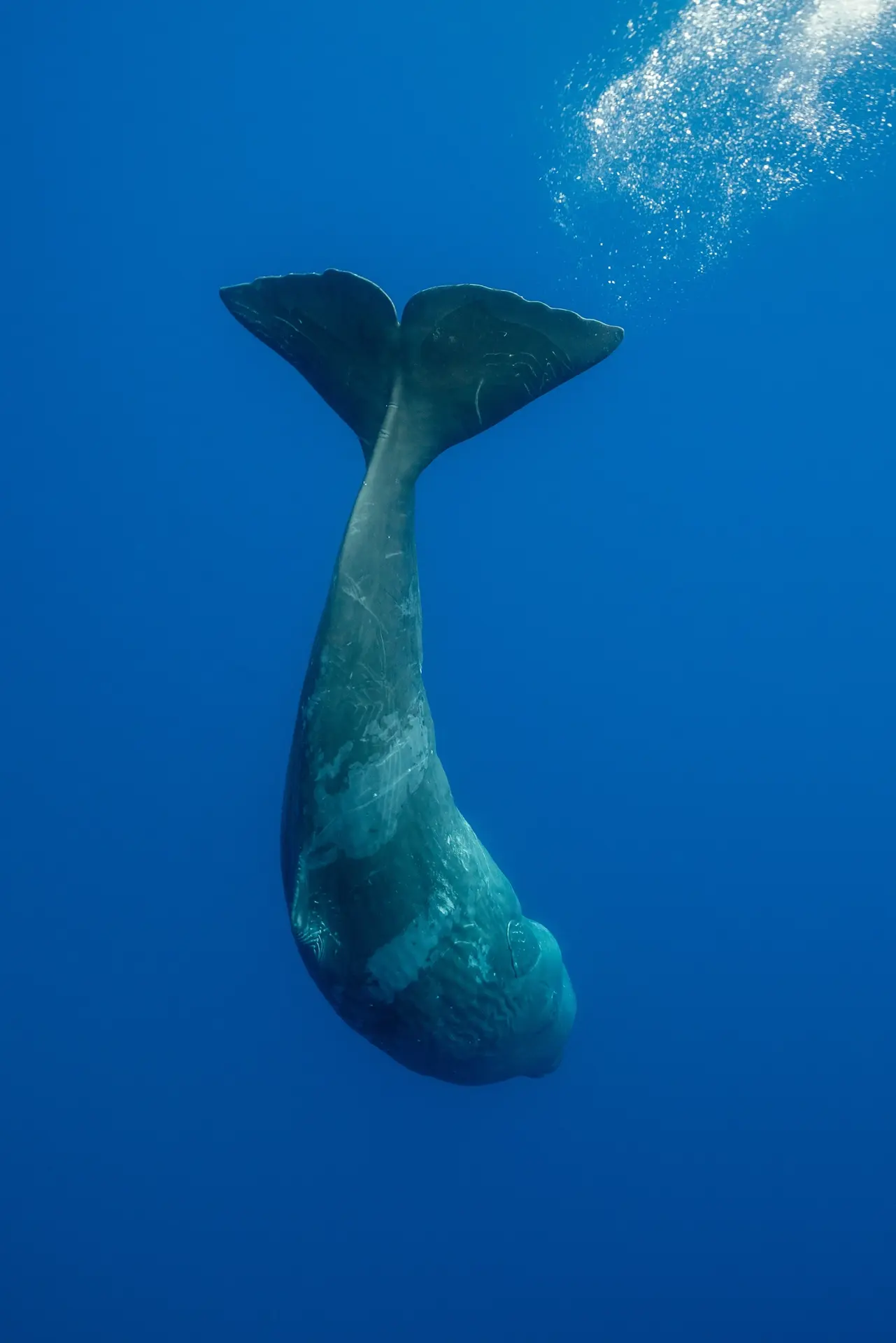Sperm whale in Pico, the Azores
