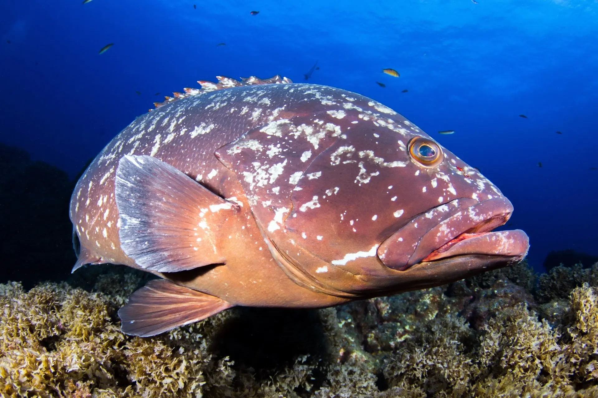 Dusky grouper in Santa Maria in the Azores