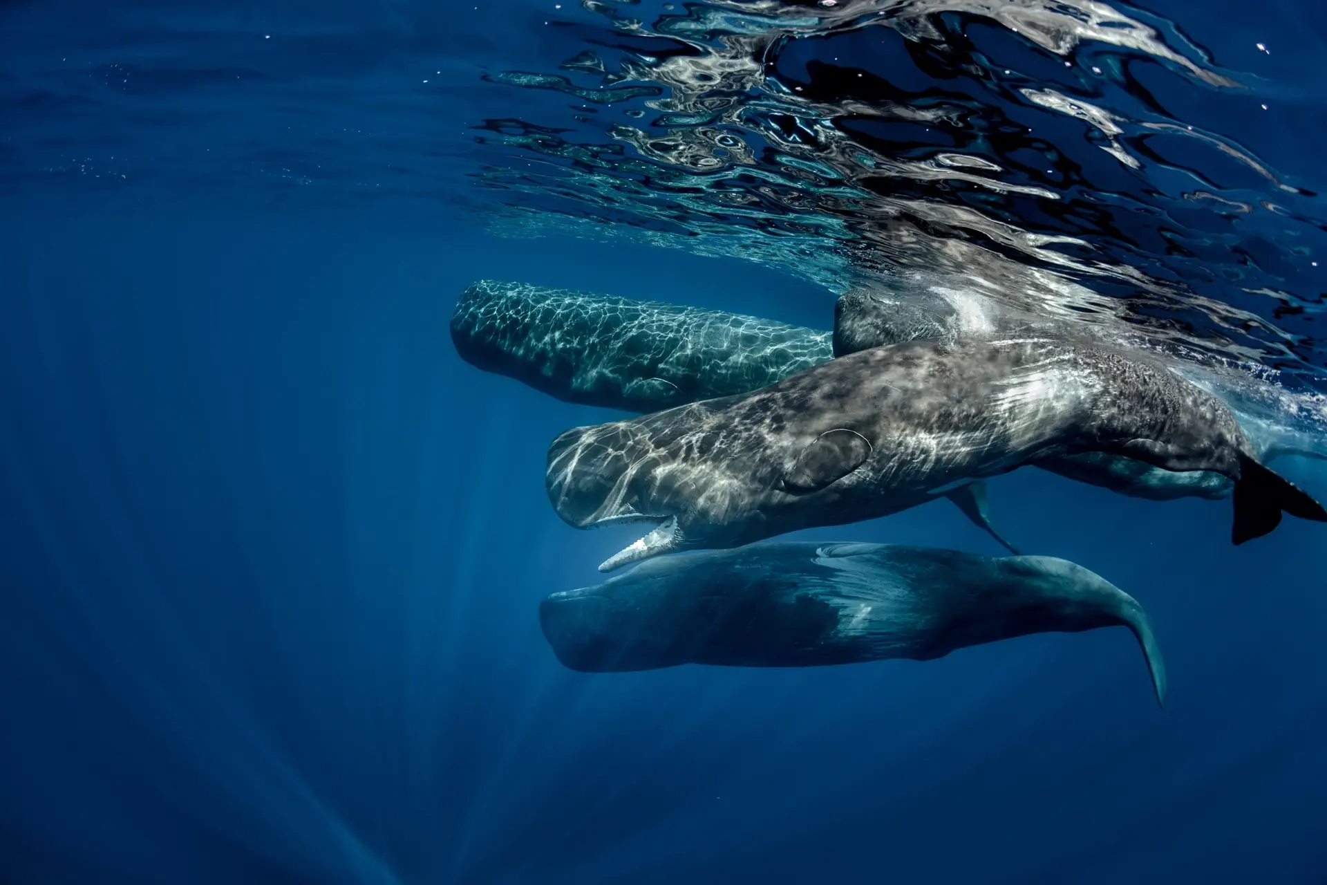 Pod of sperm whales in Sao Miguel, the Azores