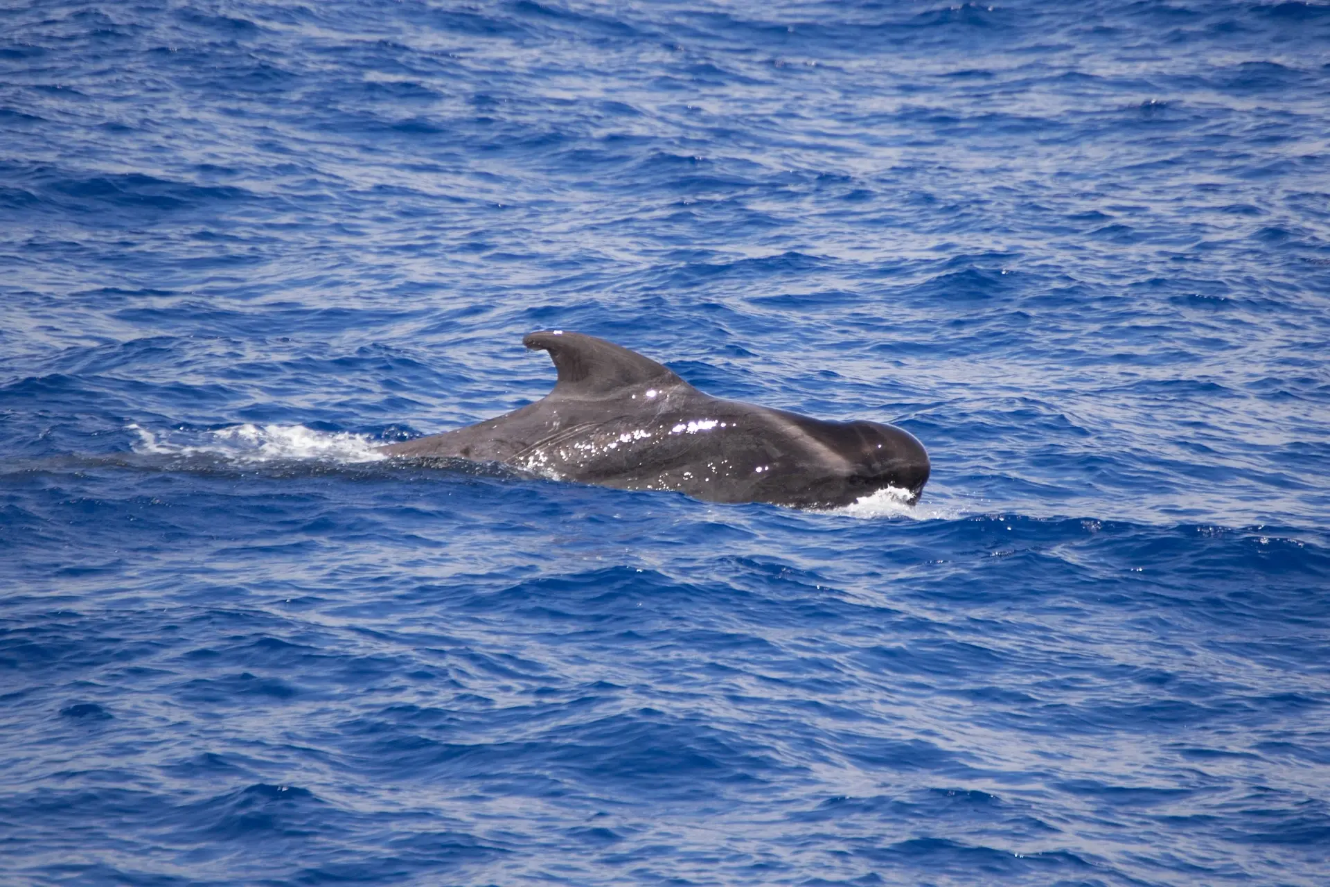 Short-finned pilot whale in the Azores