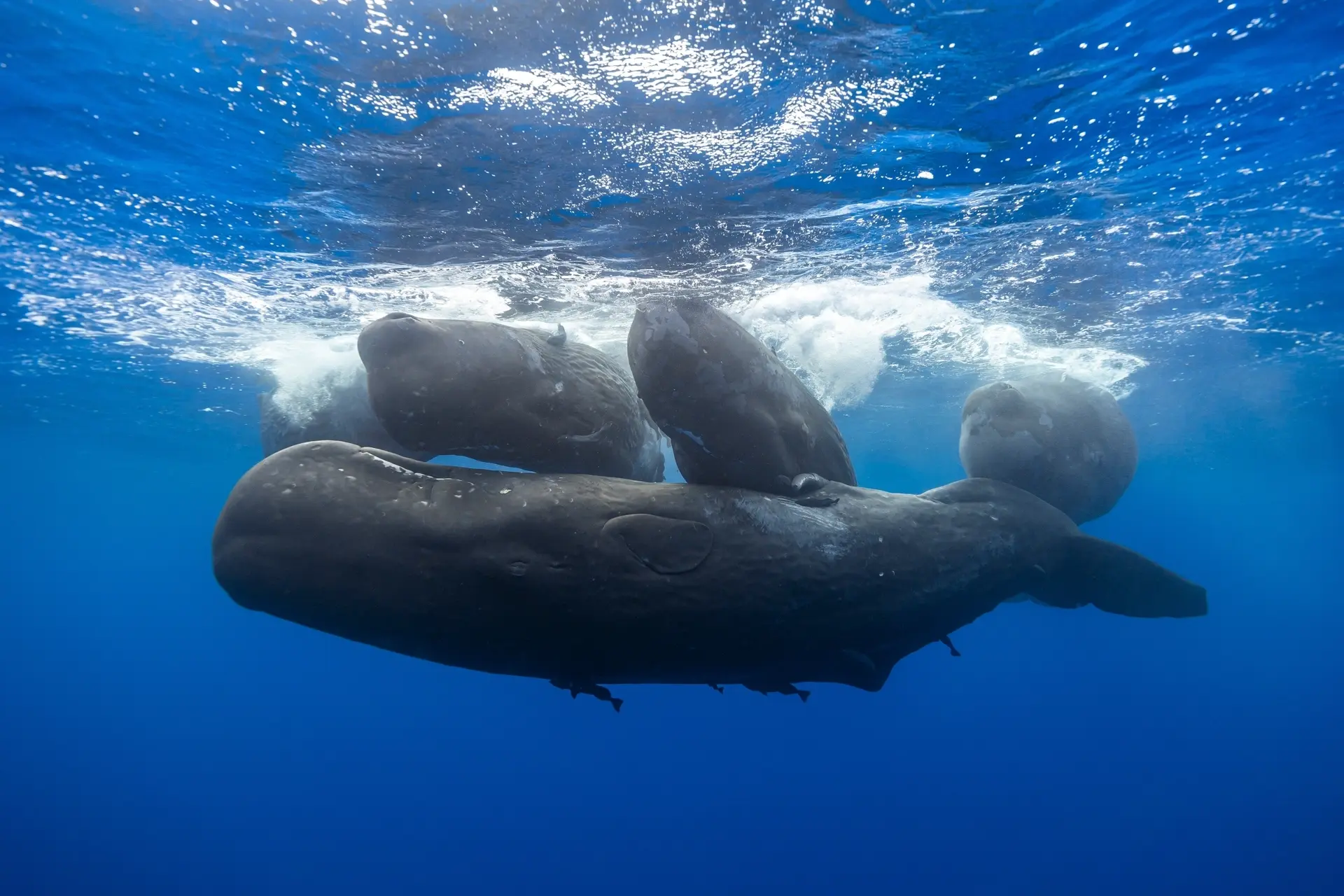 Sperm whale underwater in the Azores