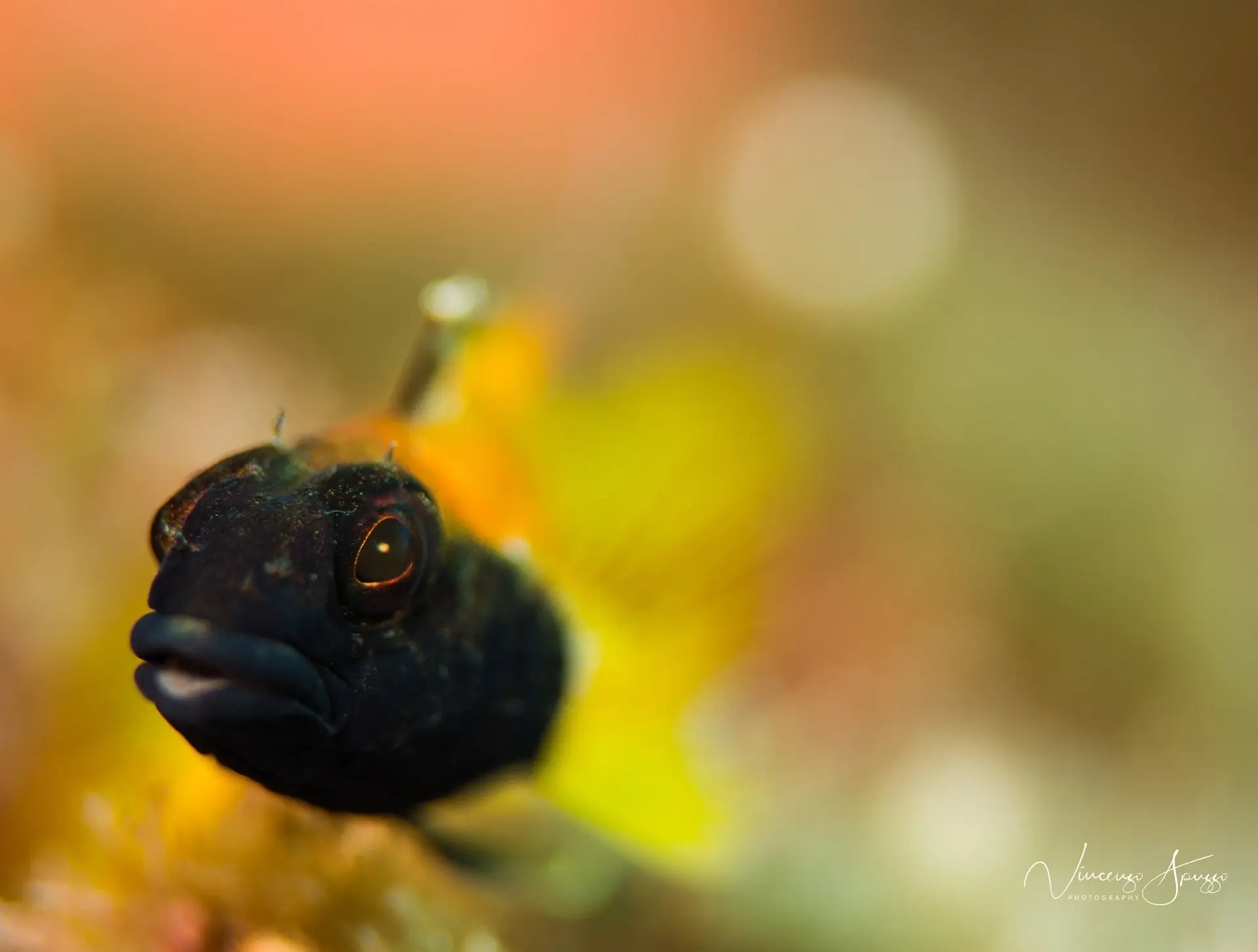 Blenny in Sardinia