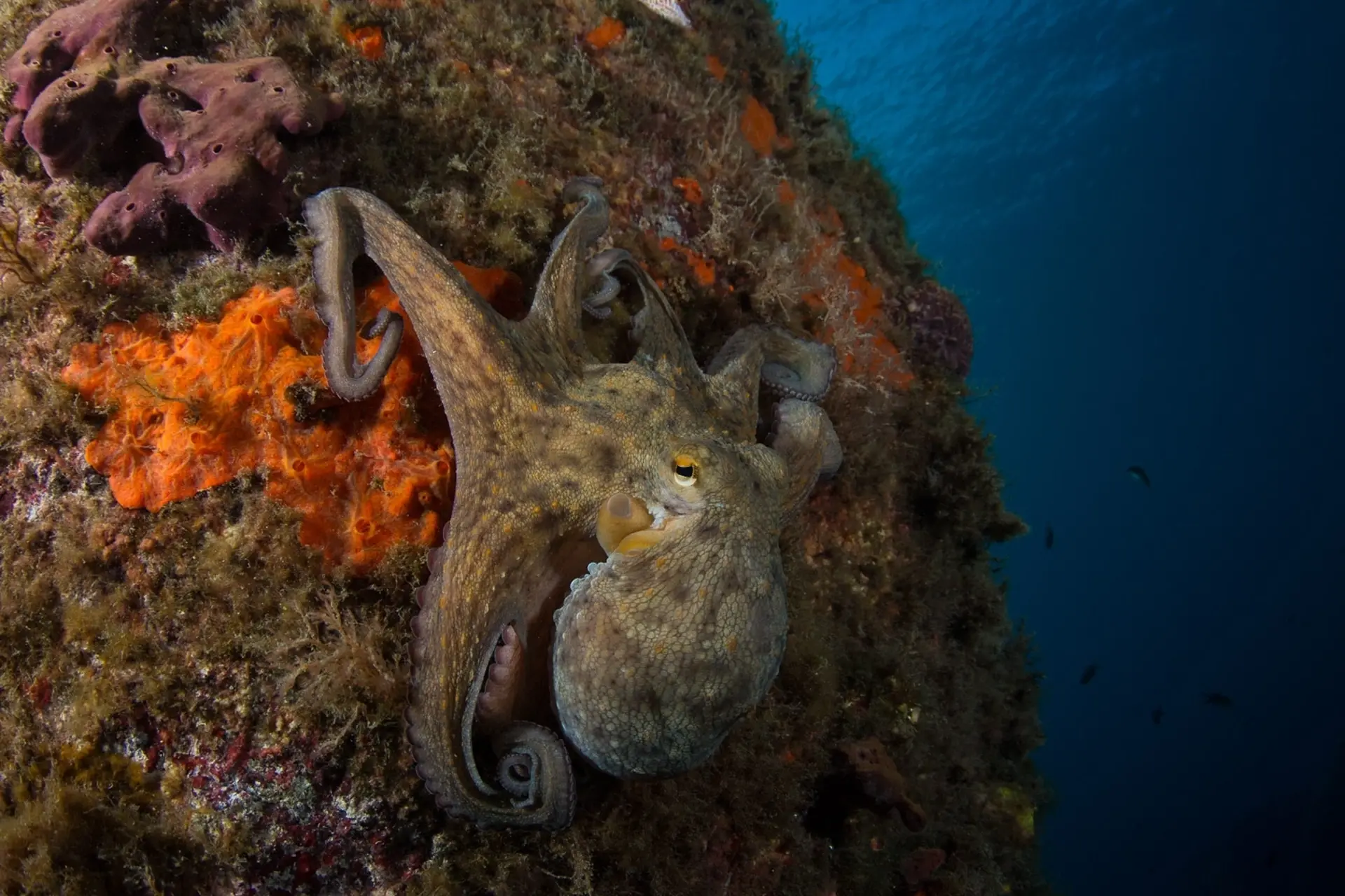 Common octopus in Sardinia