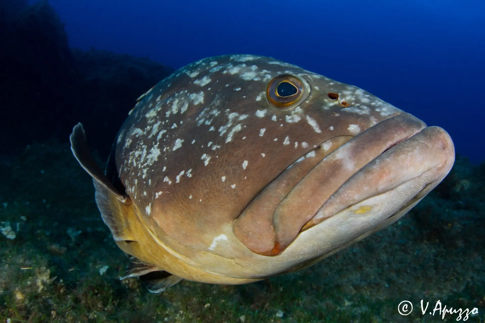 Grouper in Sardinia