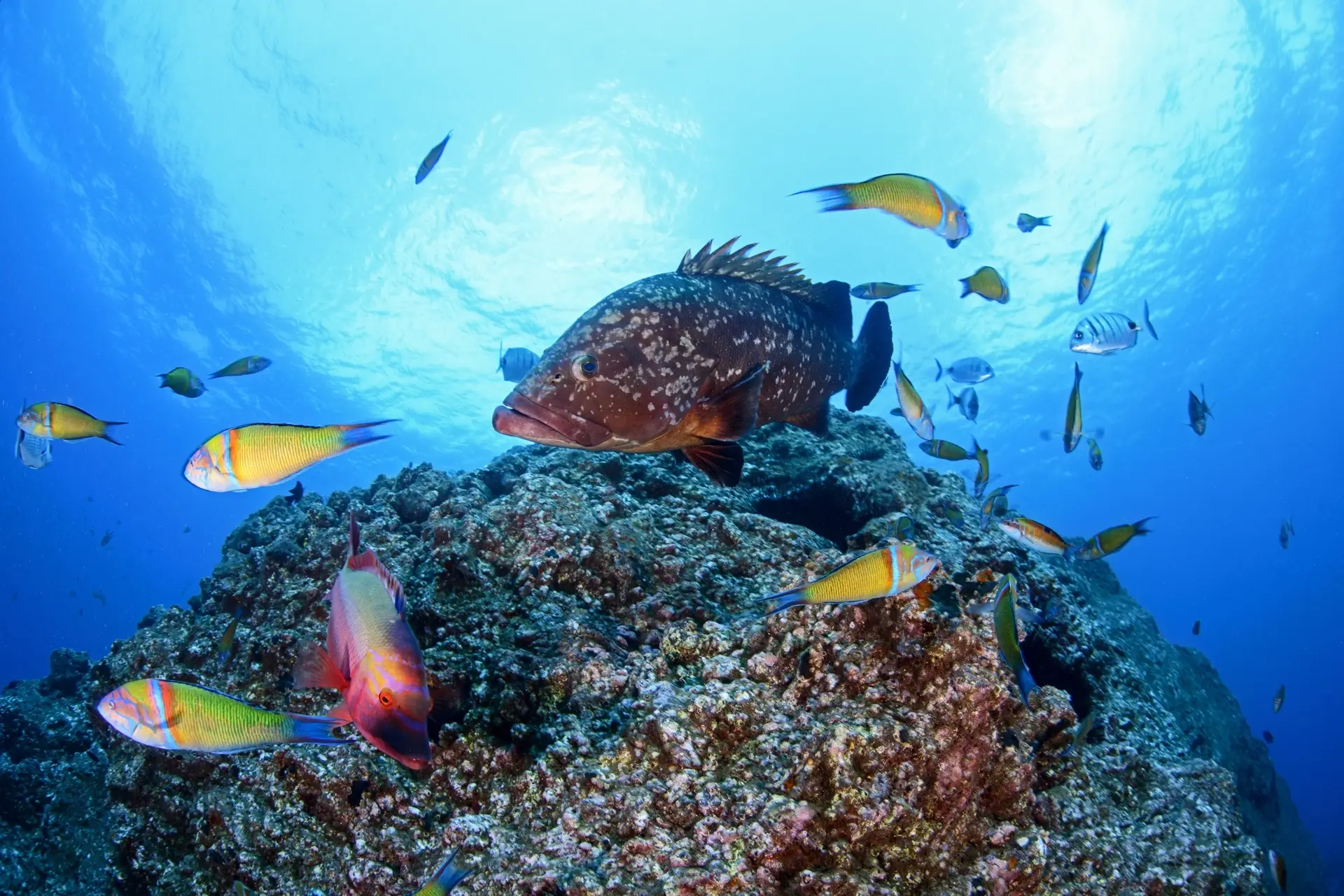 Dusky grouper in Garajau Marine Park, Madeira