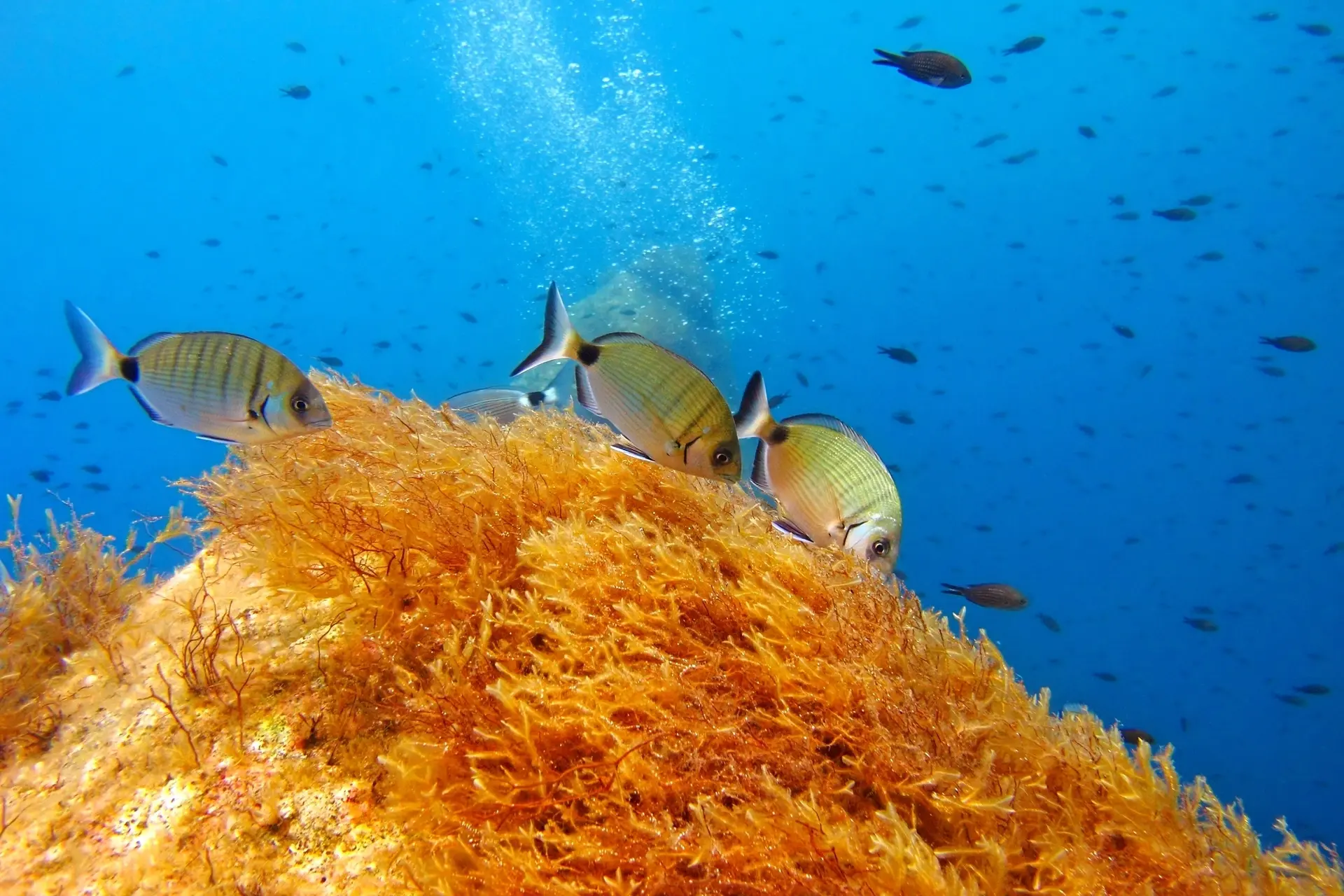 Sea bream in Madeira