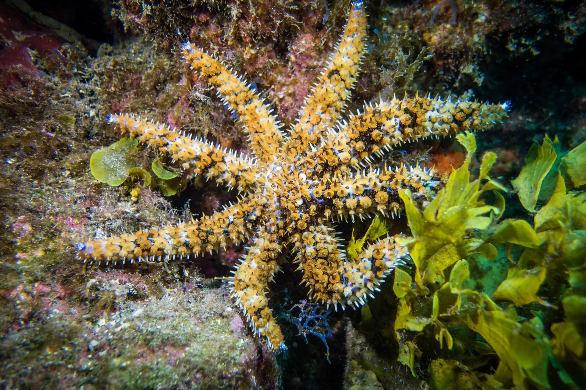 Sea star in Madeira