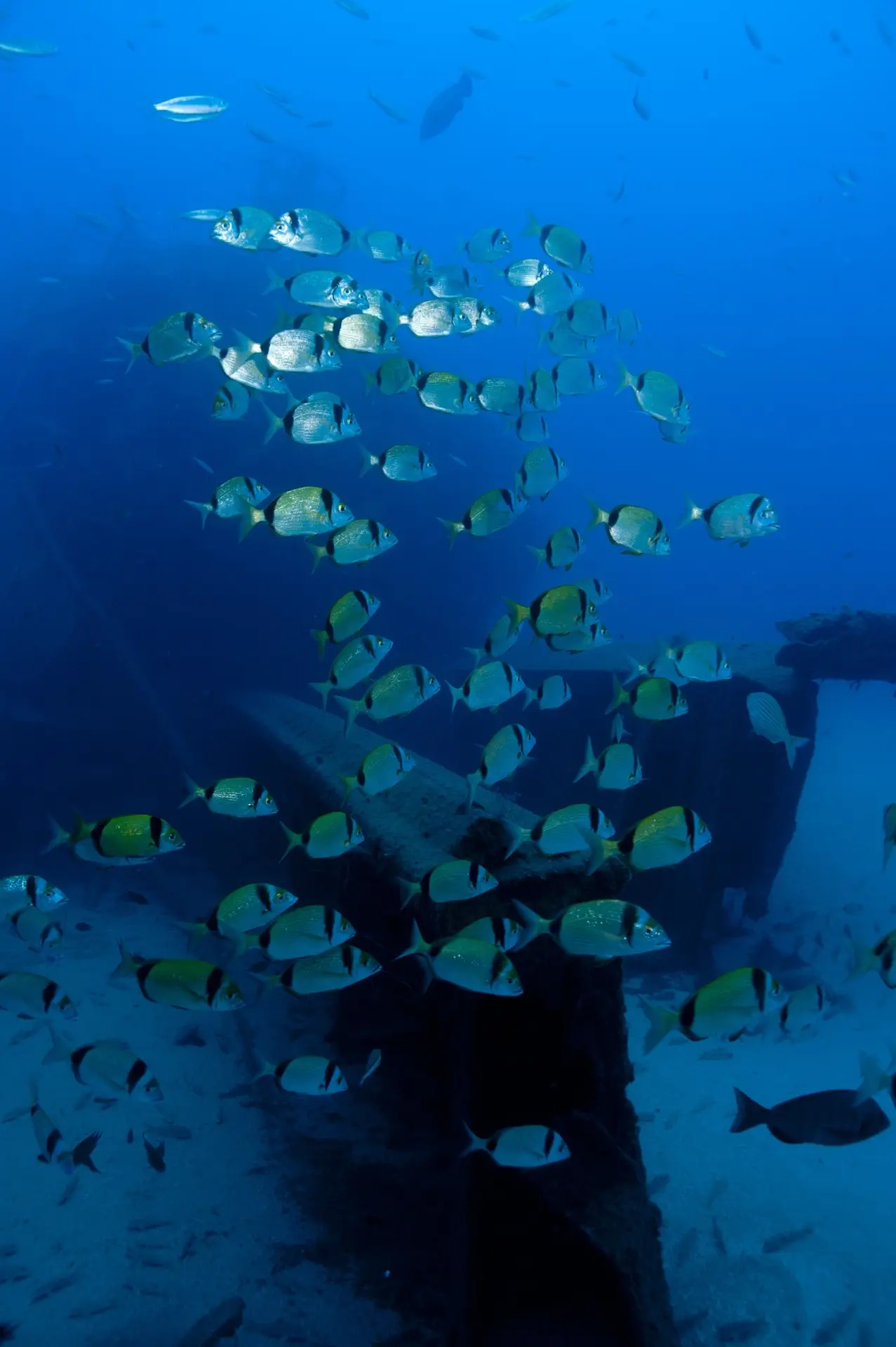 Two-banded seabreams in Madeira