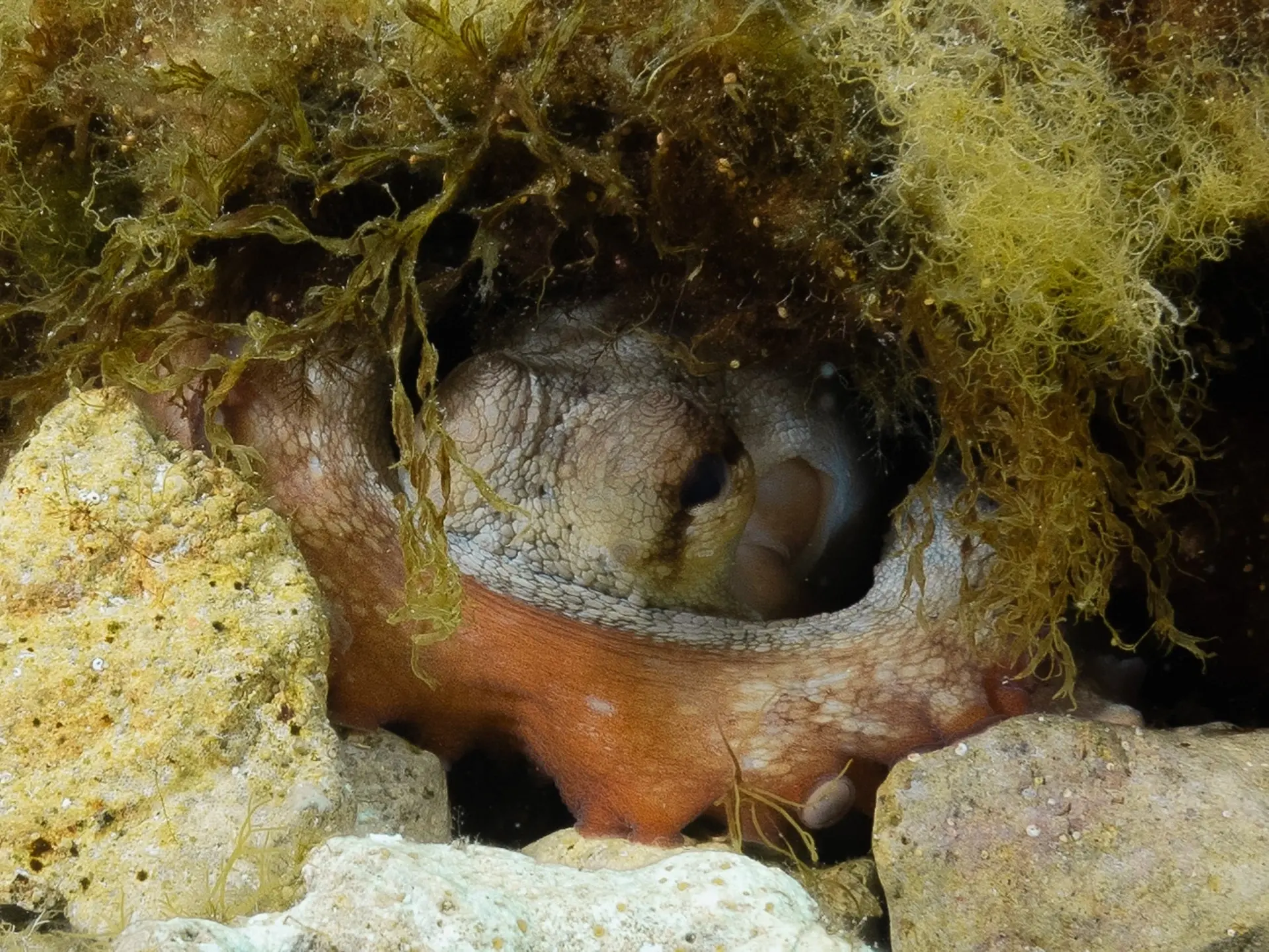 Reef octopus in Cirkewwa, Malta