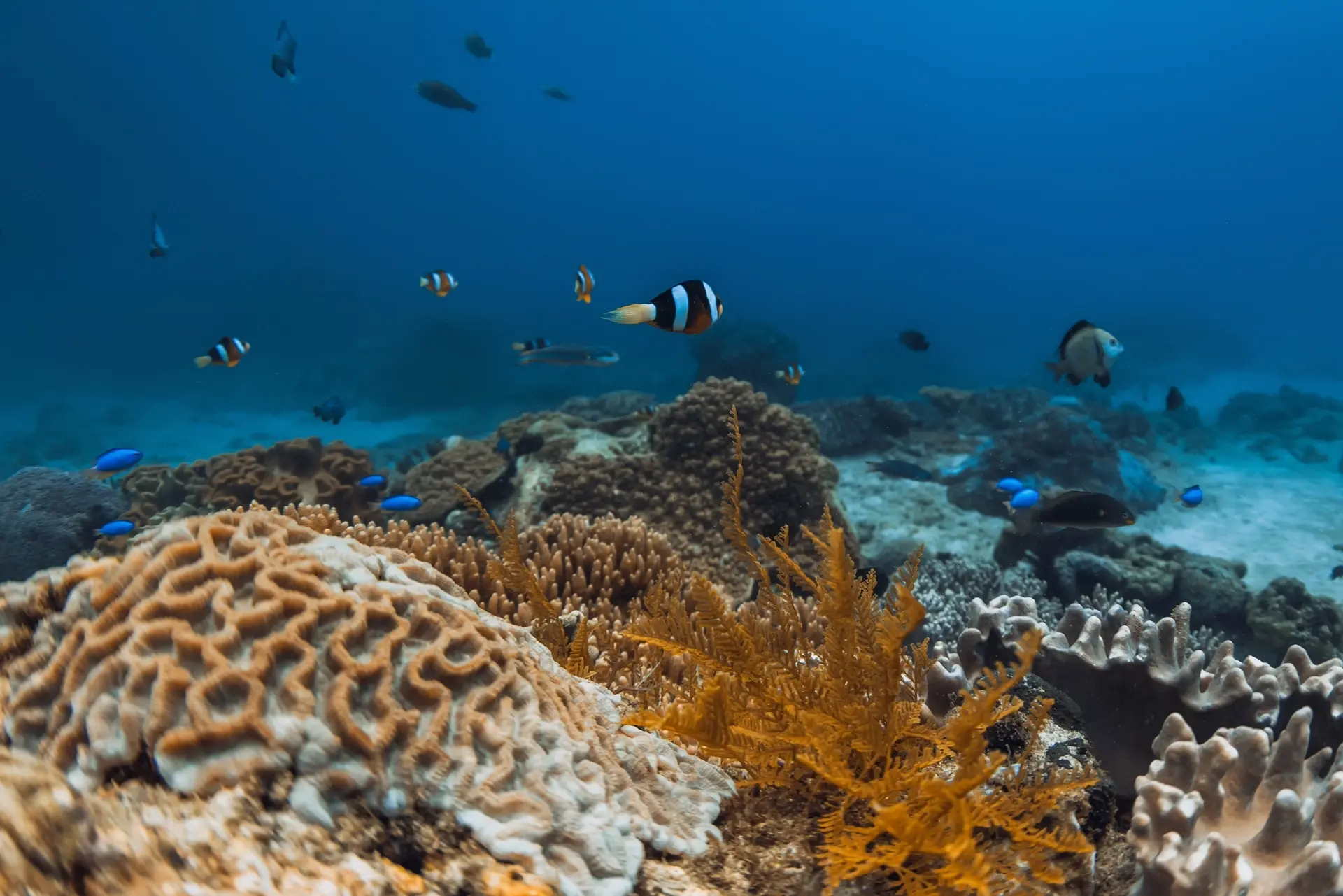 Coral reef in Fuvahmulah, the Maldives