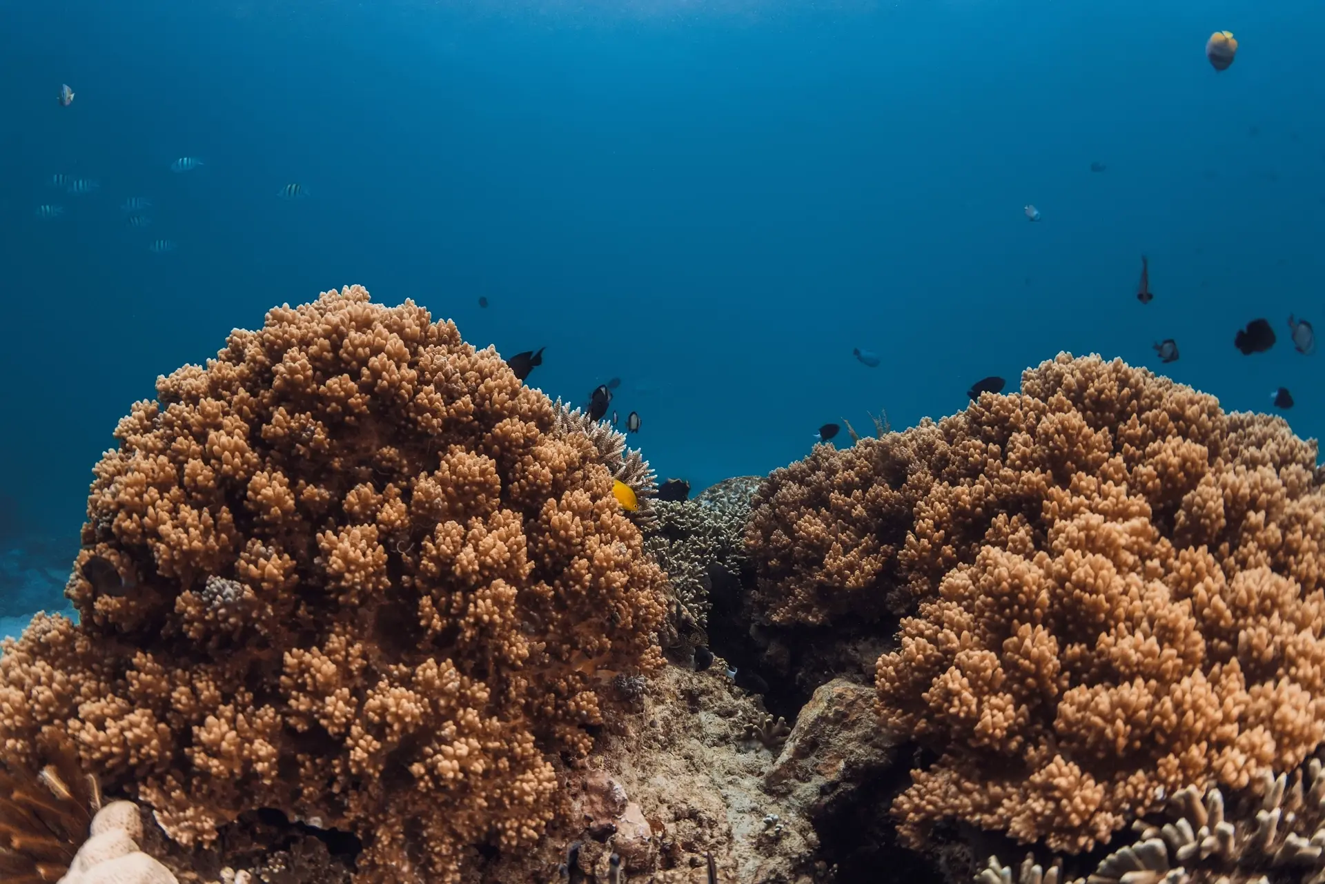 Coral reef in Fuvahmulah, the Maldives