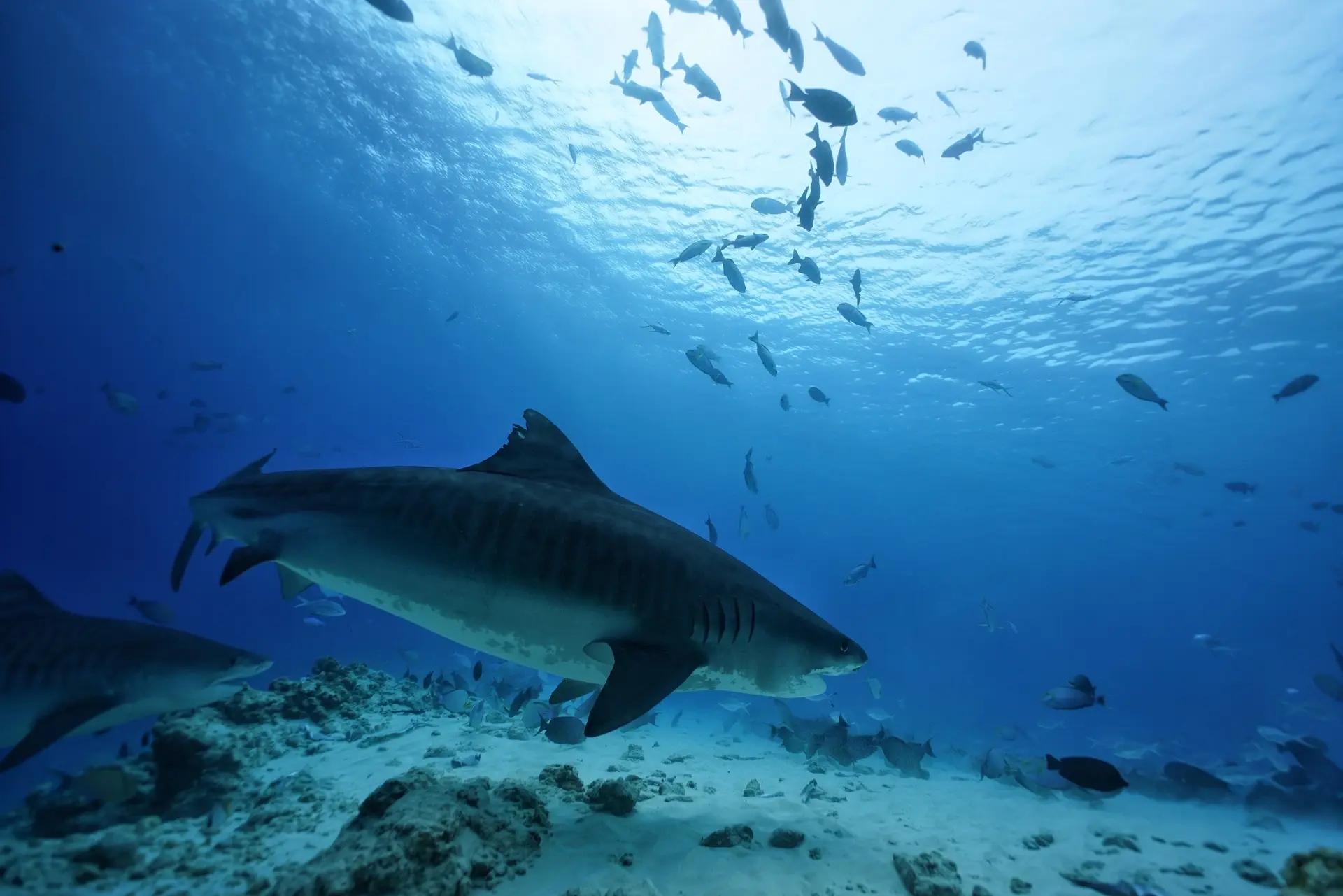 Tiger shark in Fuvahmulah, the Maldives
