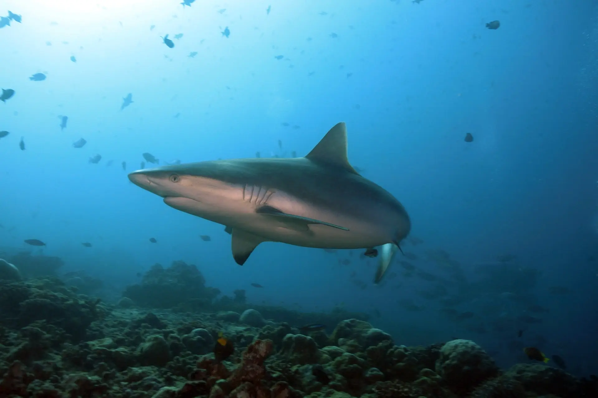 Grey reef shark in the Maldives