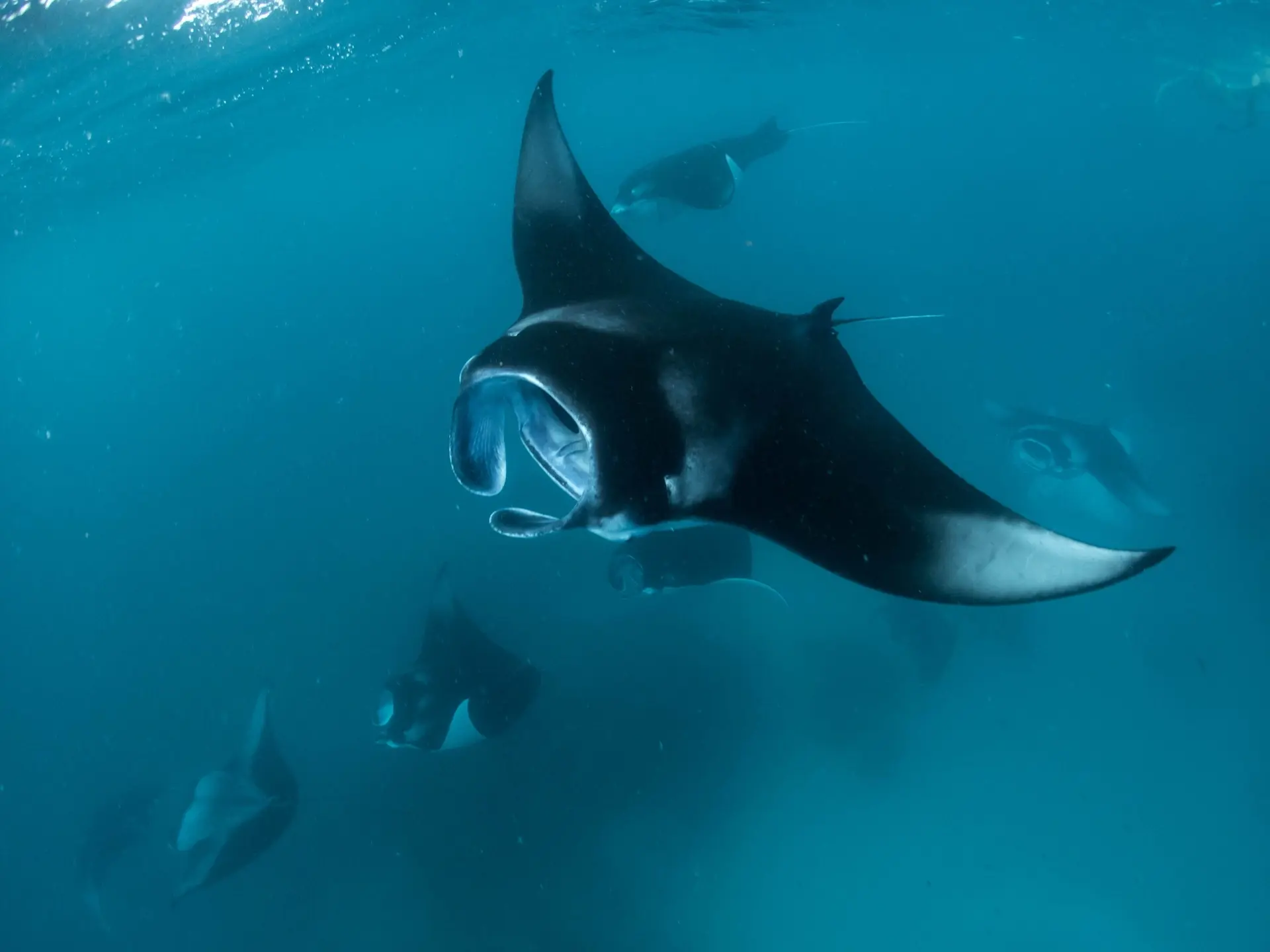 Manta rays in Hanifaru Bay, the Maldives