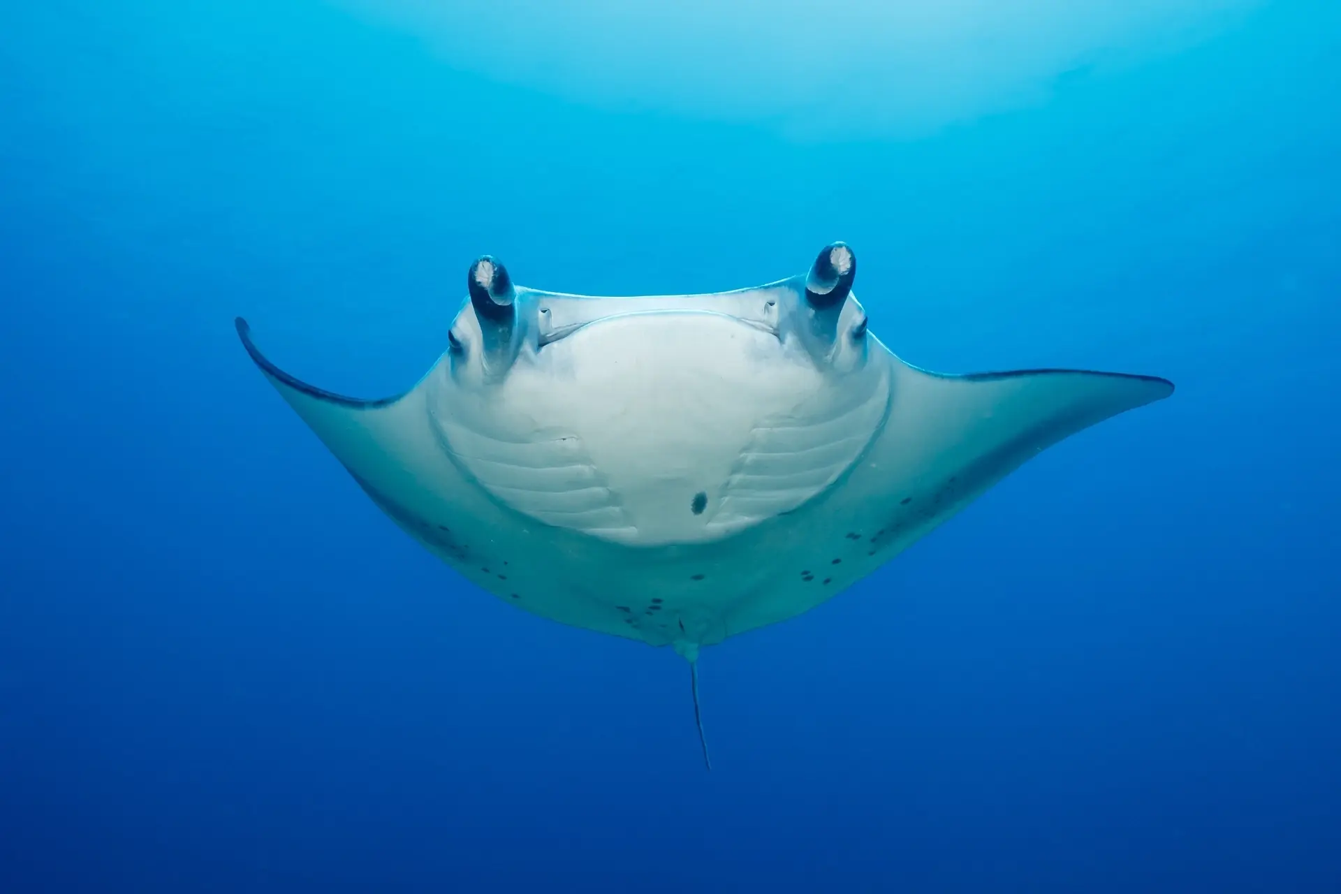 Manta ray in the Maldives