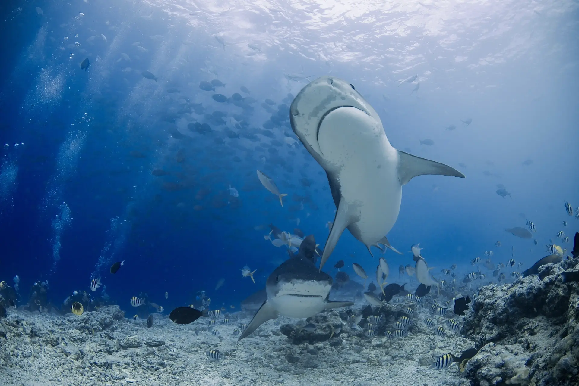 Tiger shark in the Maldives