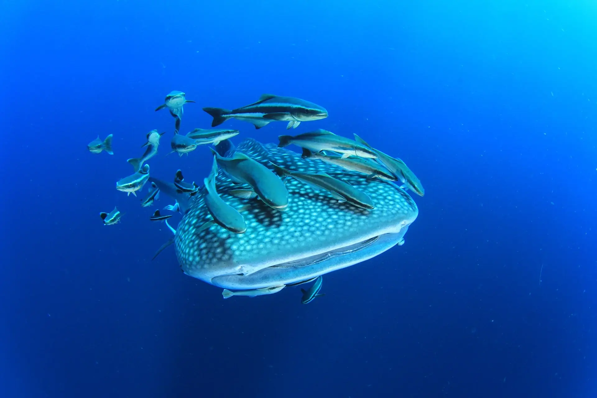 Whale shark & remoras in the Maldives