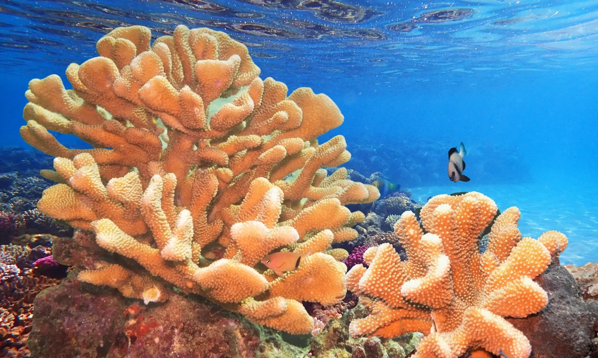Solid table coral in the Ari Atoll, Maldives