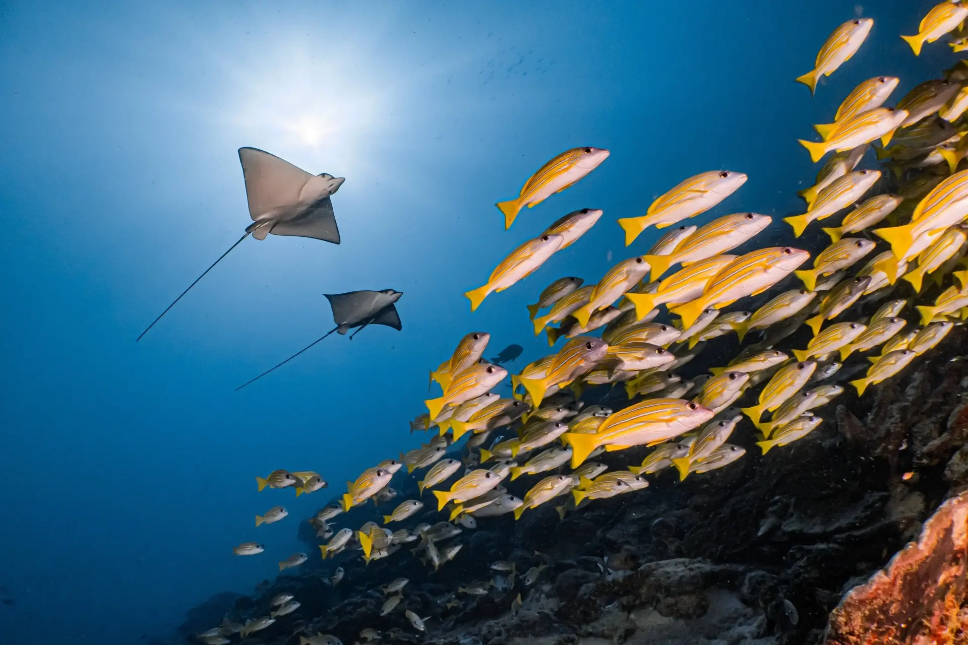 Eagle ray & fish shoal in the Maldives