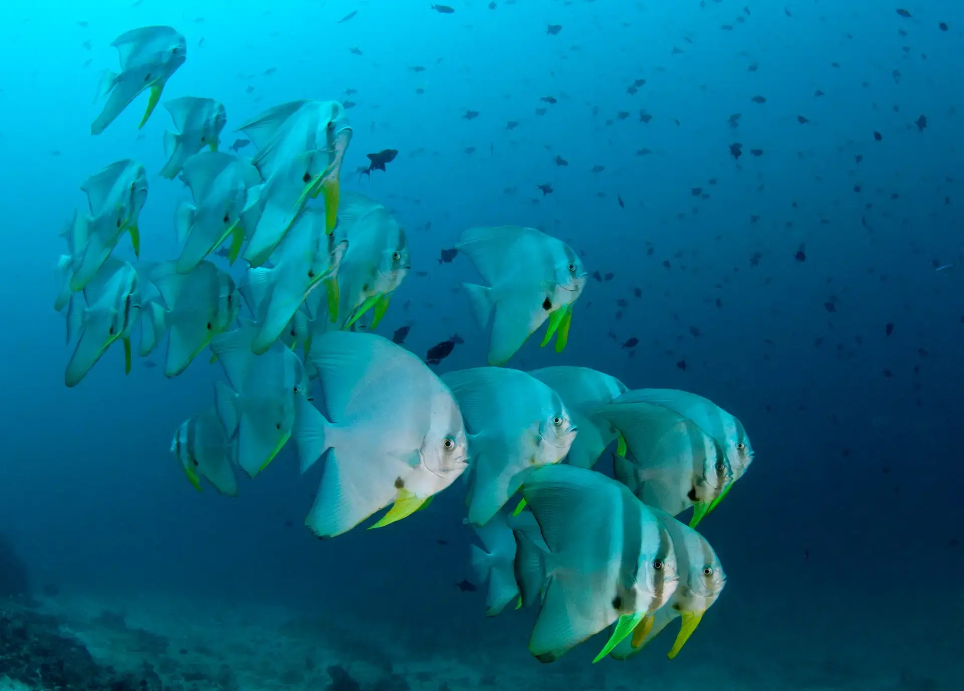 Batfish in the Maldives