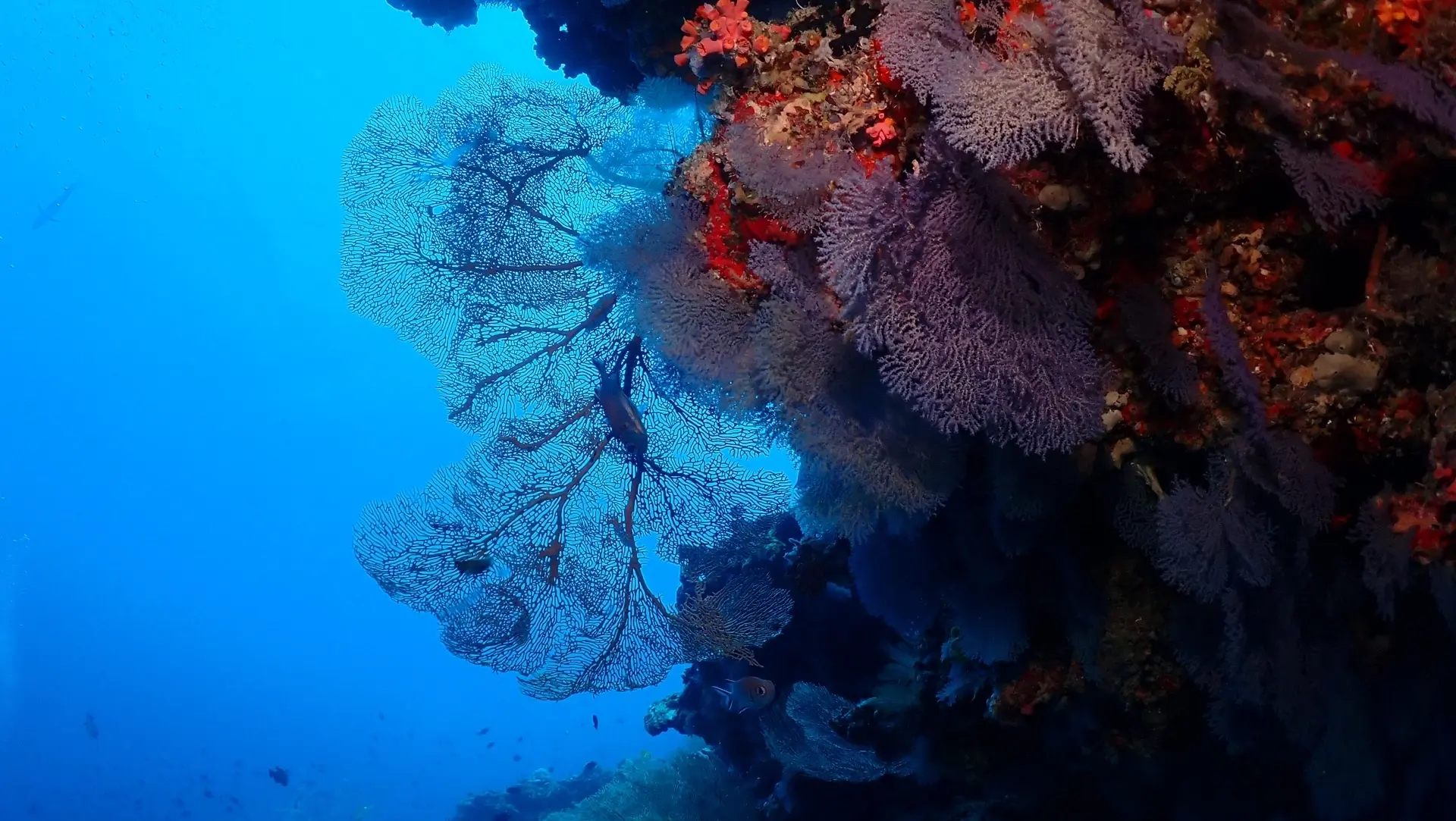Coral reef near Dhigurah Island, the Maldives
