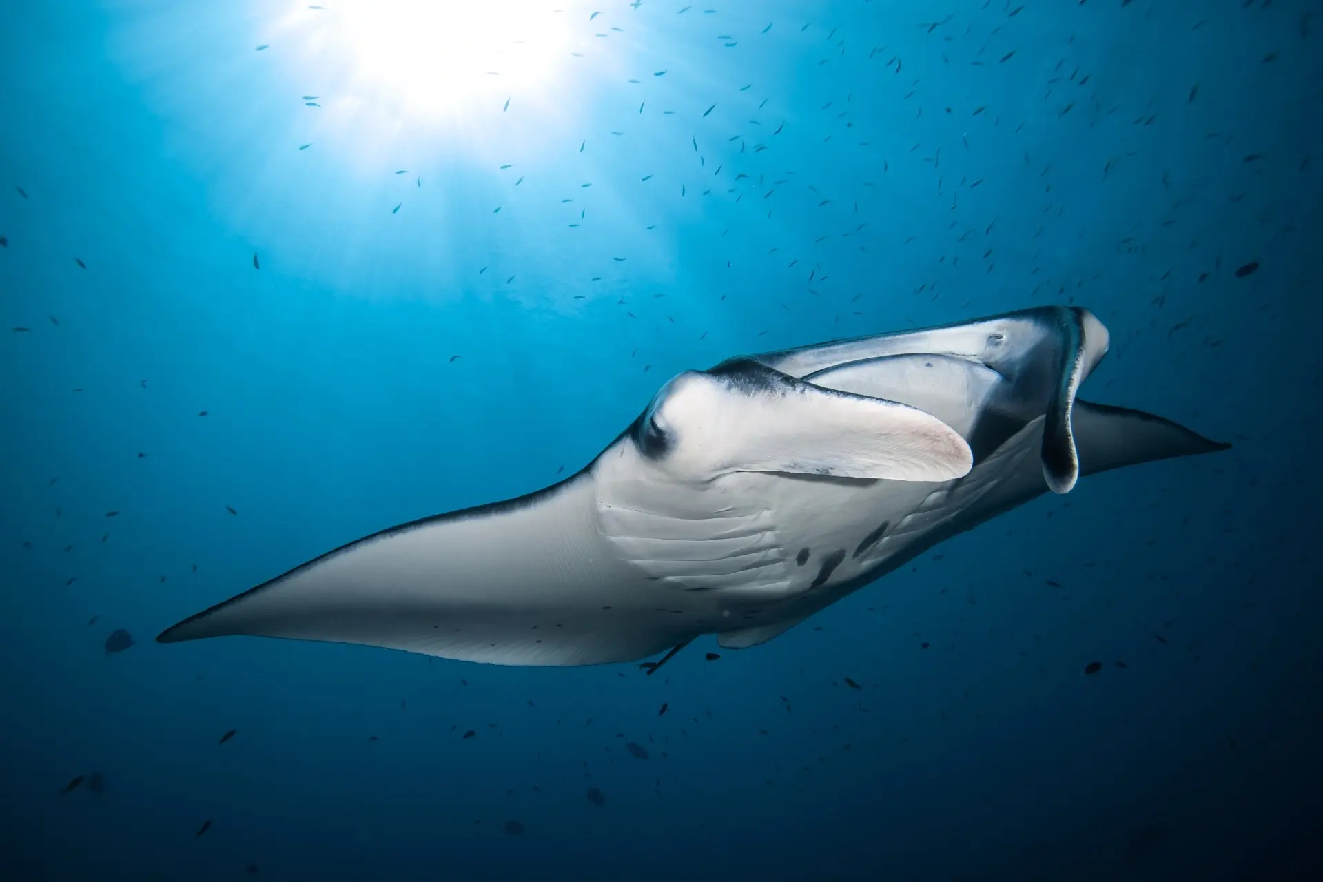 Manta ray in the Maldives