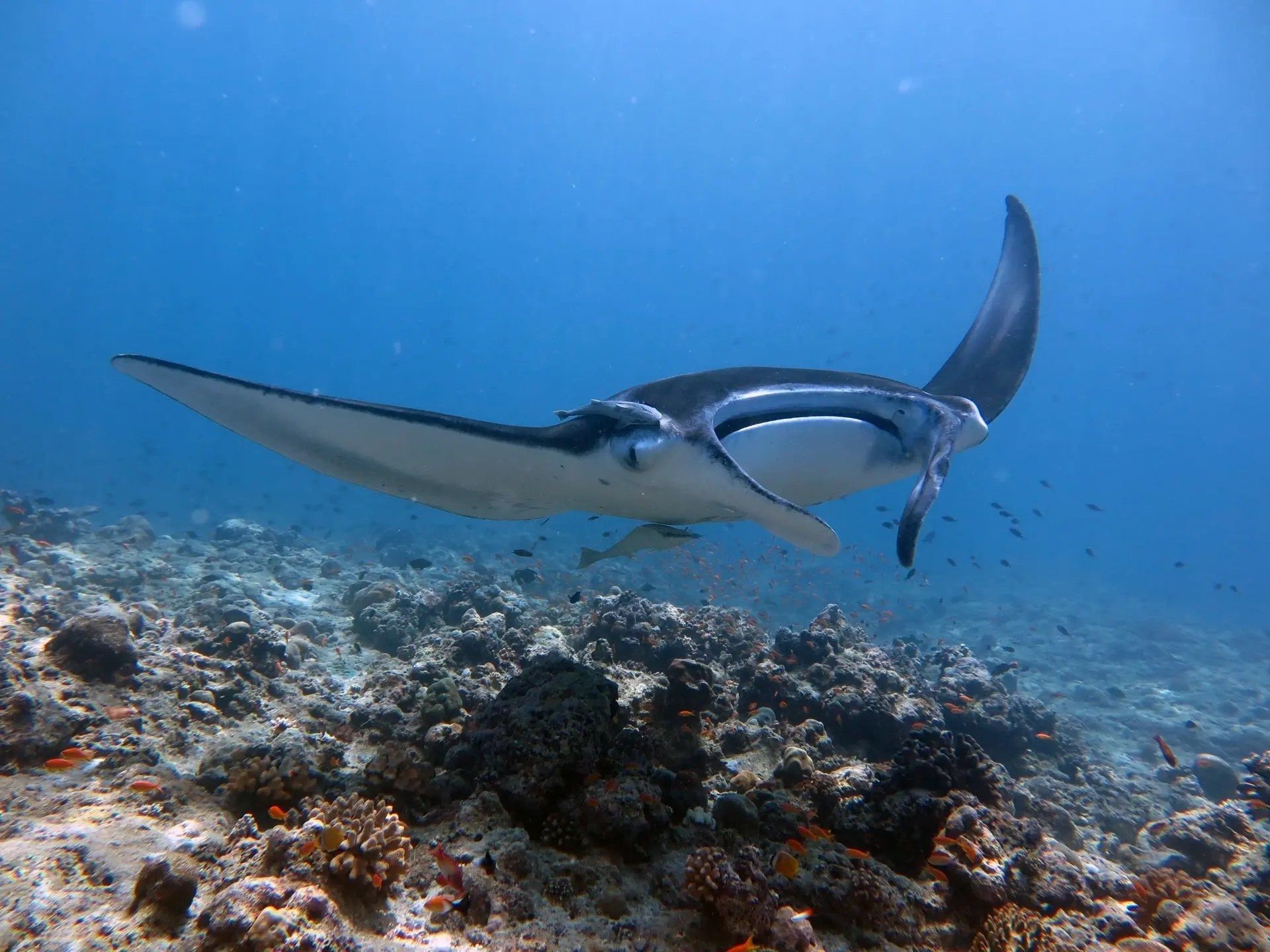 Manta ray near Dhigurah Island, the Maldives
