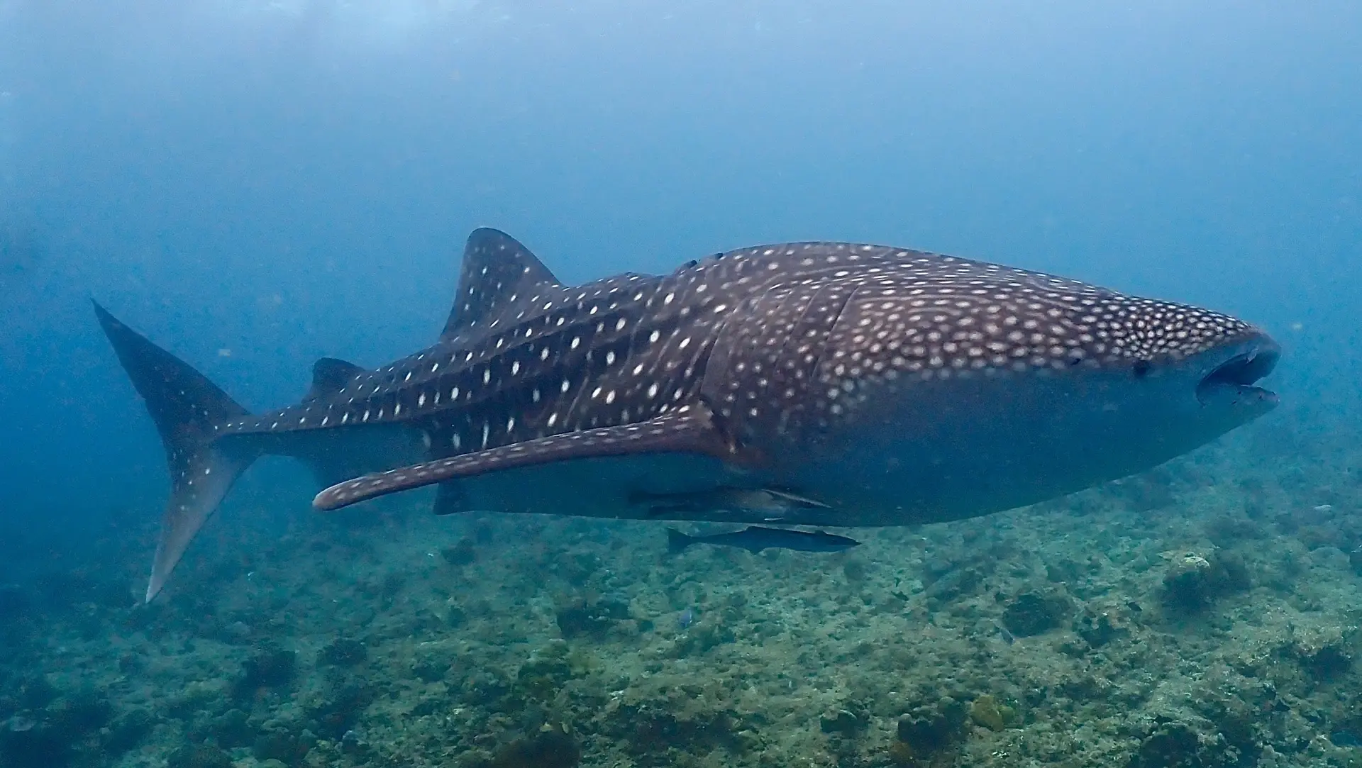 Whale shark near Dhigurah Island, the Maldives