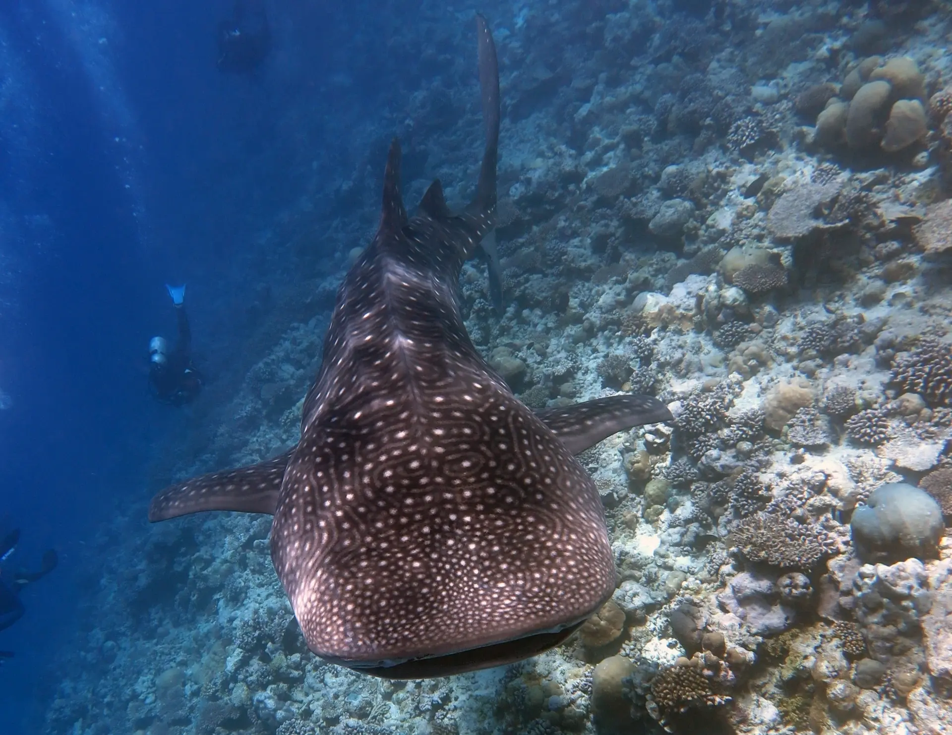 Whale shark & diver near Dhigurah Island, the Maldives