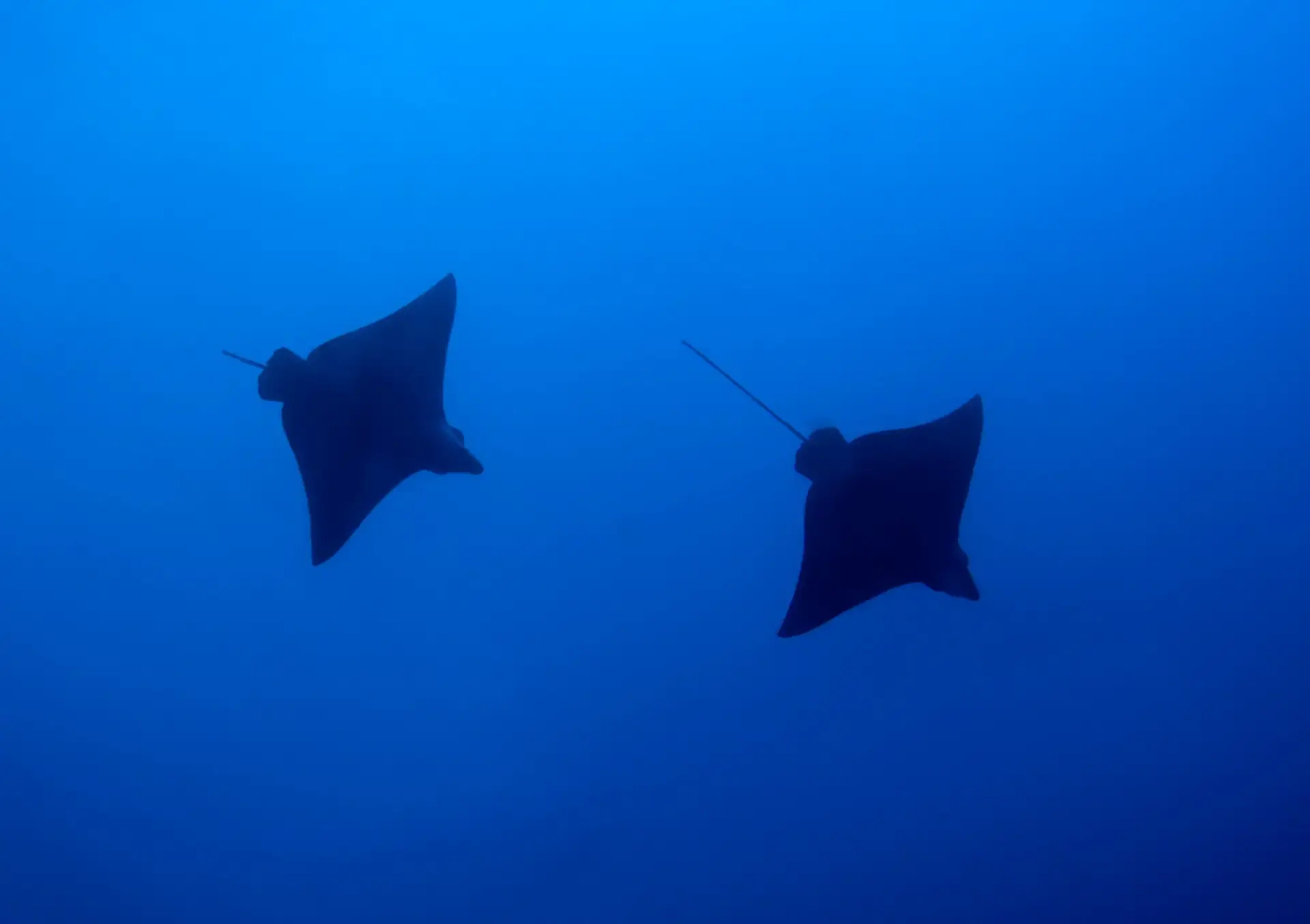 Eagle ray in the Maldives