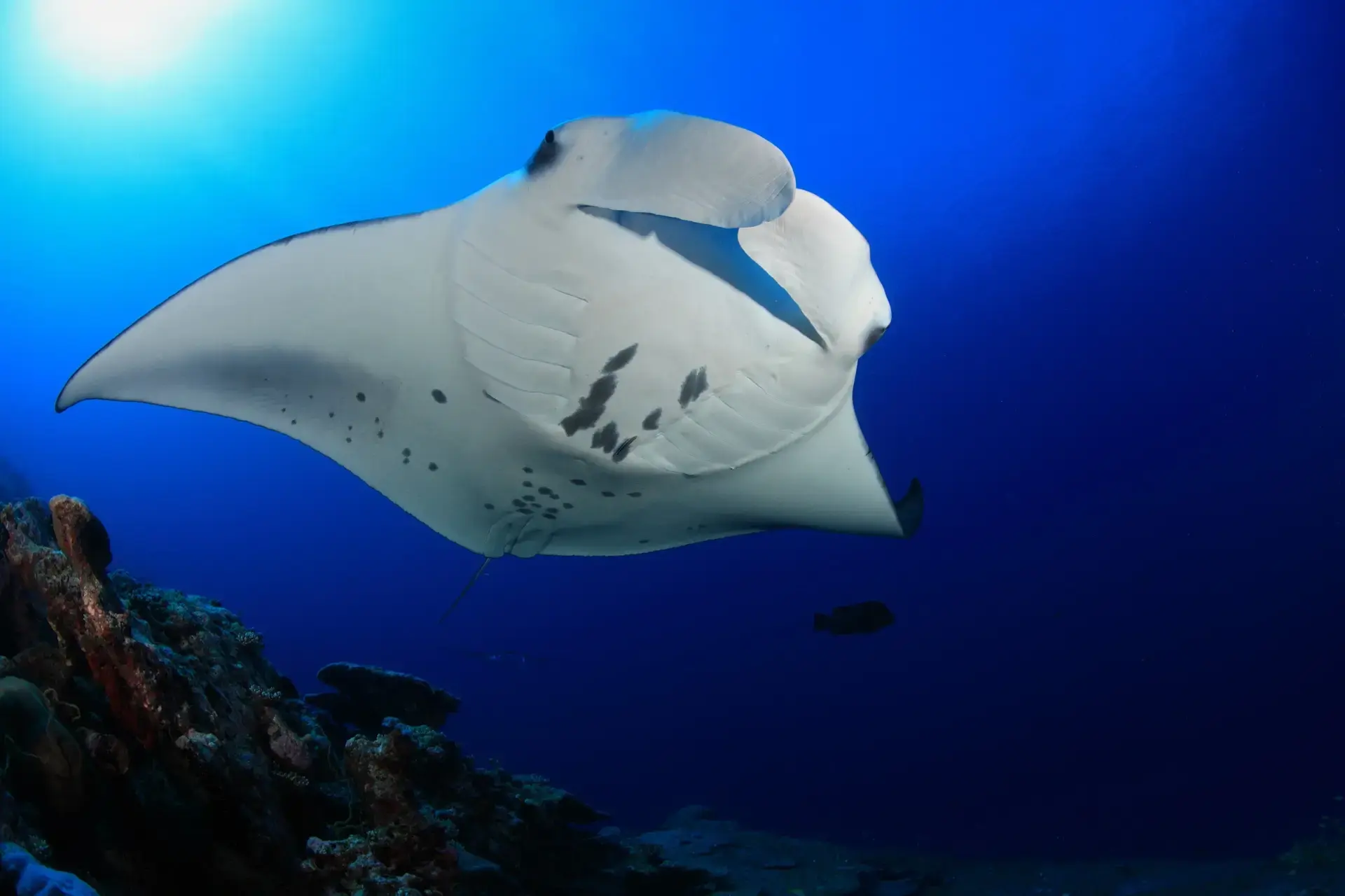 Manta ray in the Maldives