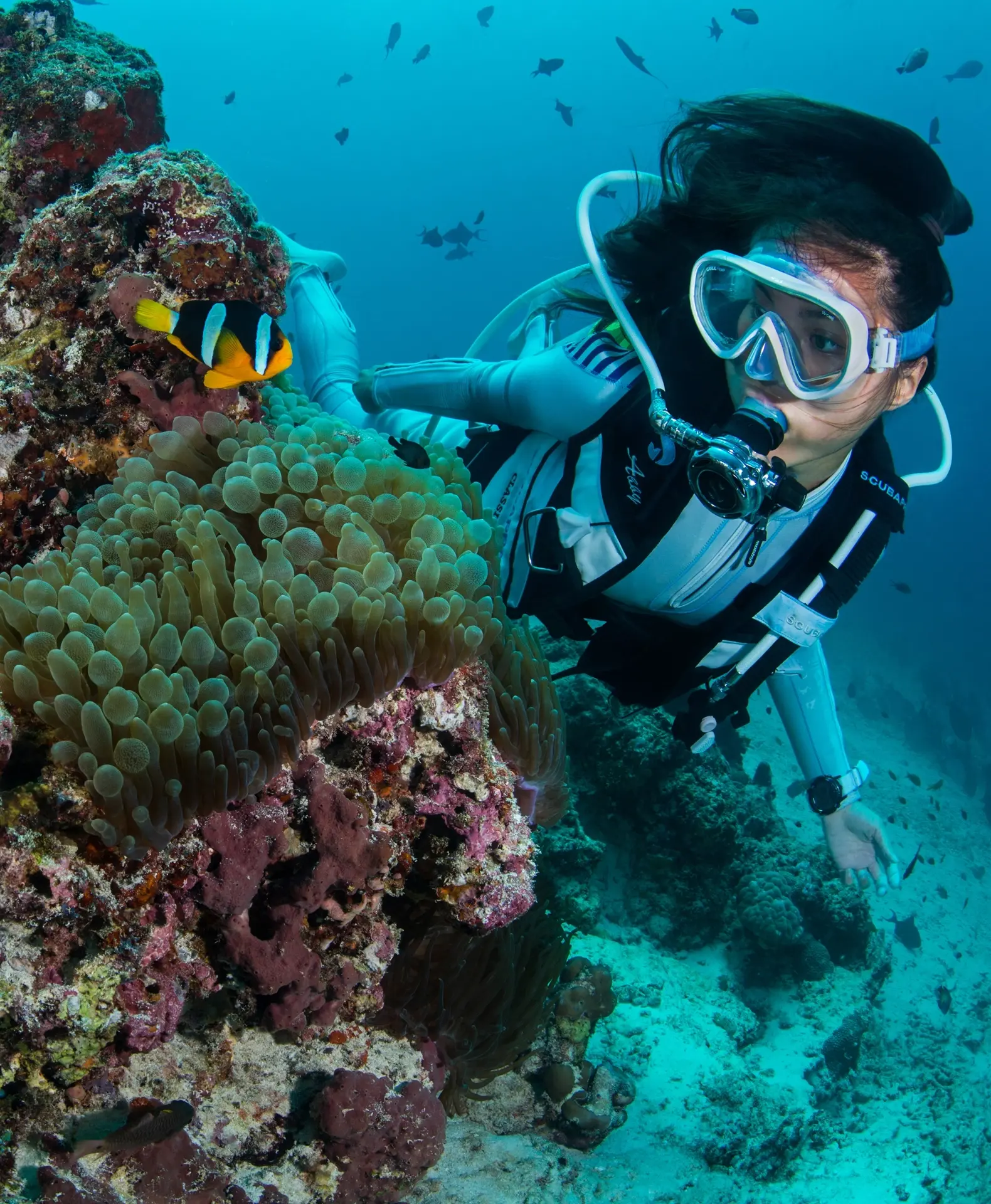 Coral reef & anemonefish in the Maldives