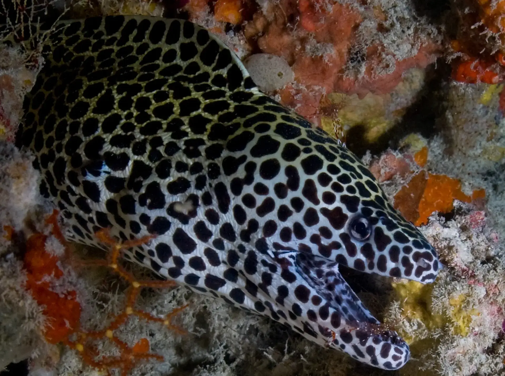 Moray eel in the Maldives