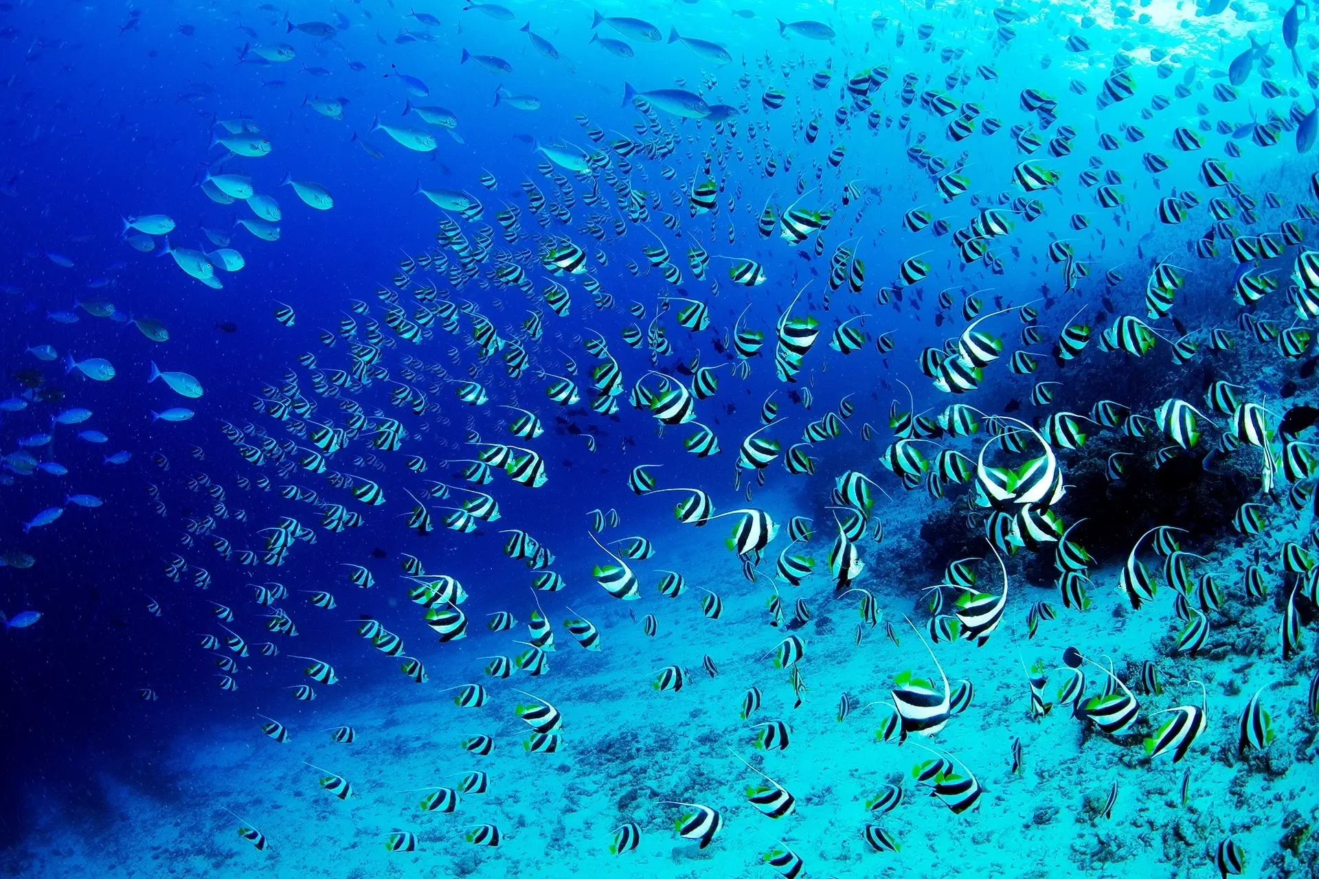 Bannerfish shoal in the Maldives