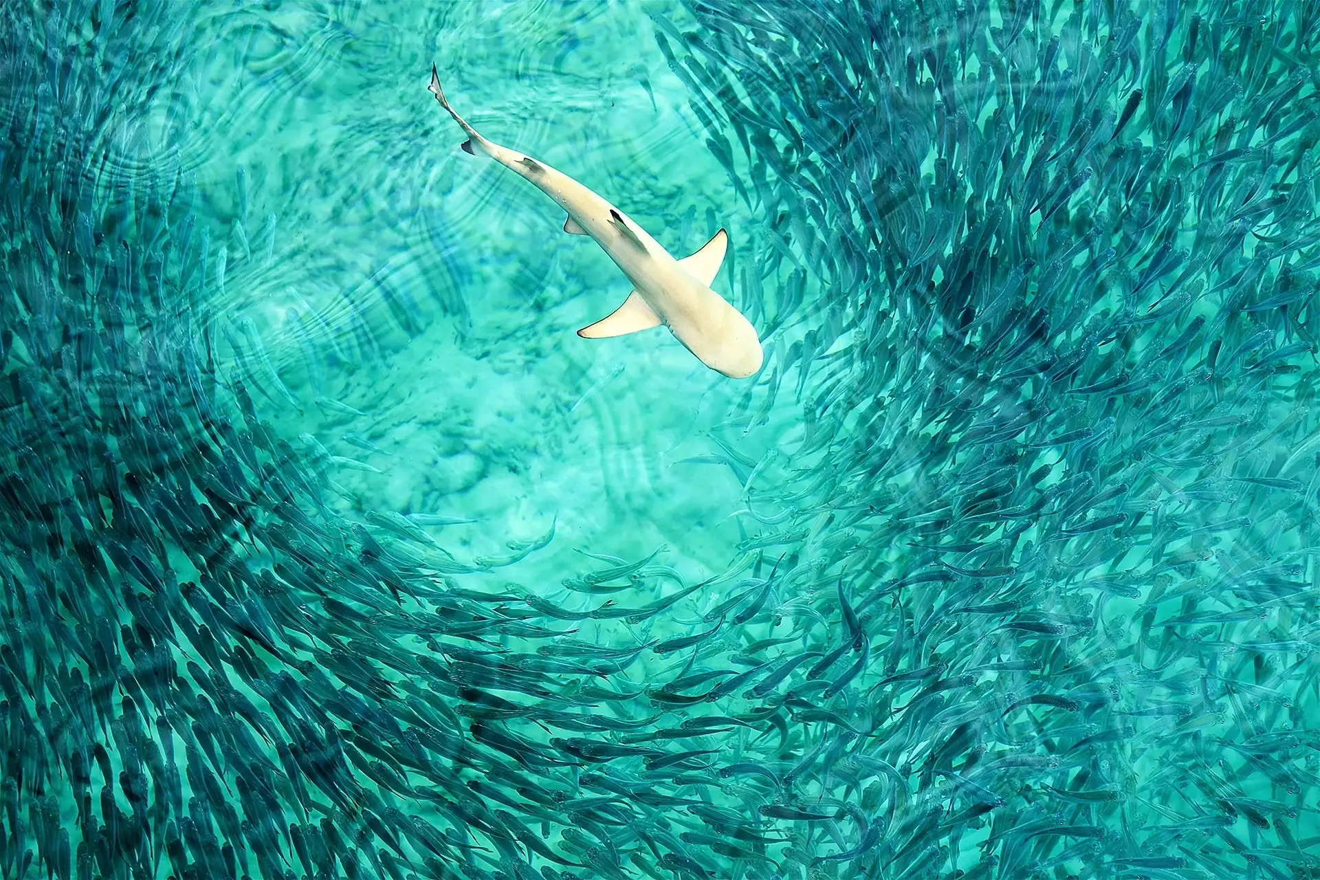Black-tip reef shark & shoal of fish moving around the shark in the Maldives
