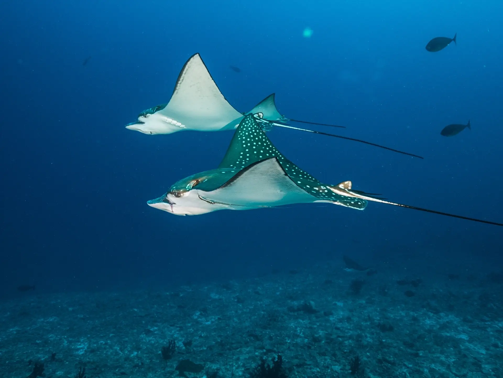 Eagle rays in the Maldives