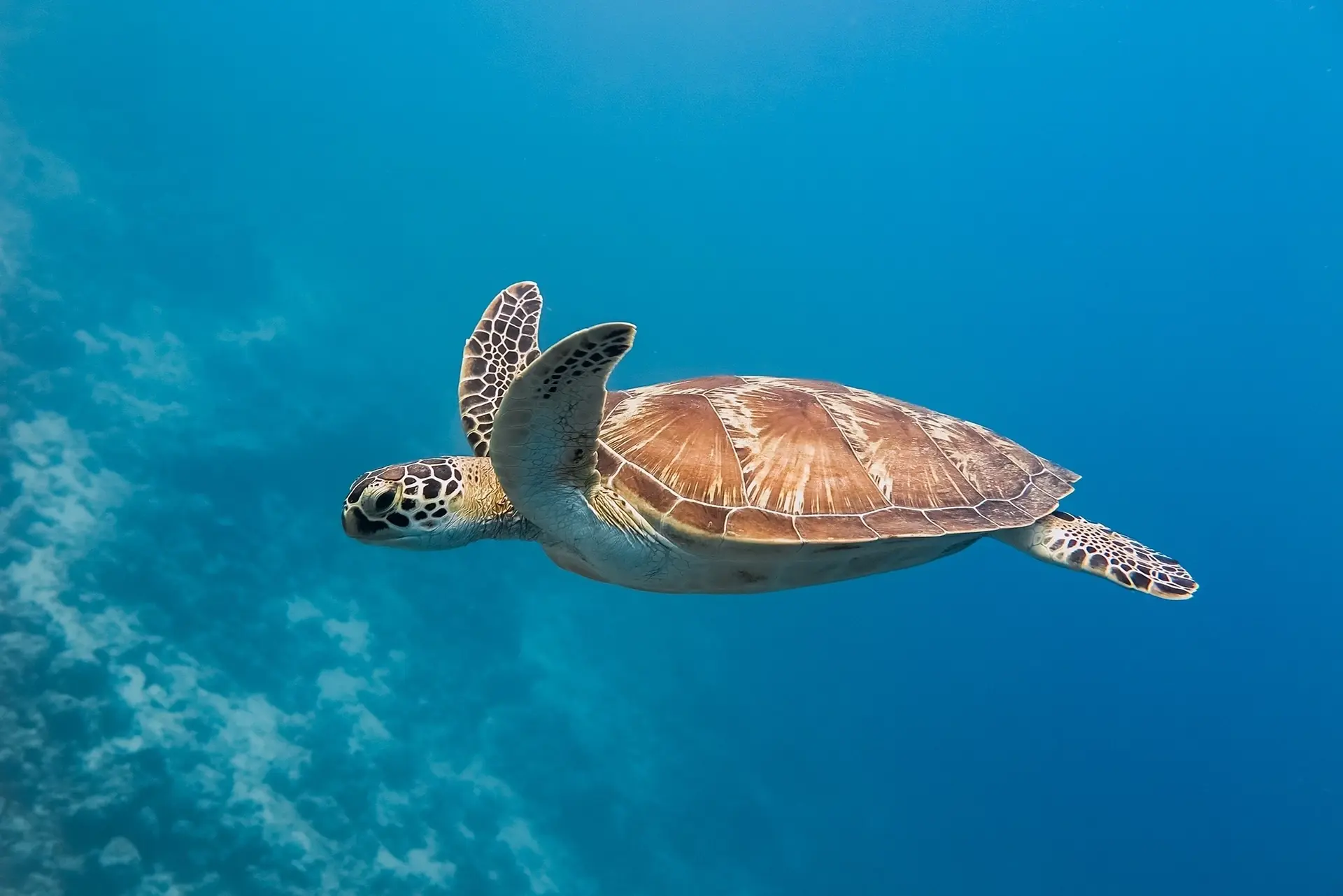 Green turtle in the Maldives