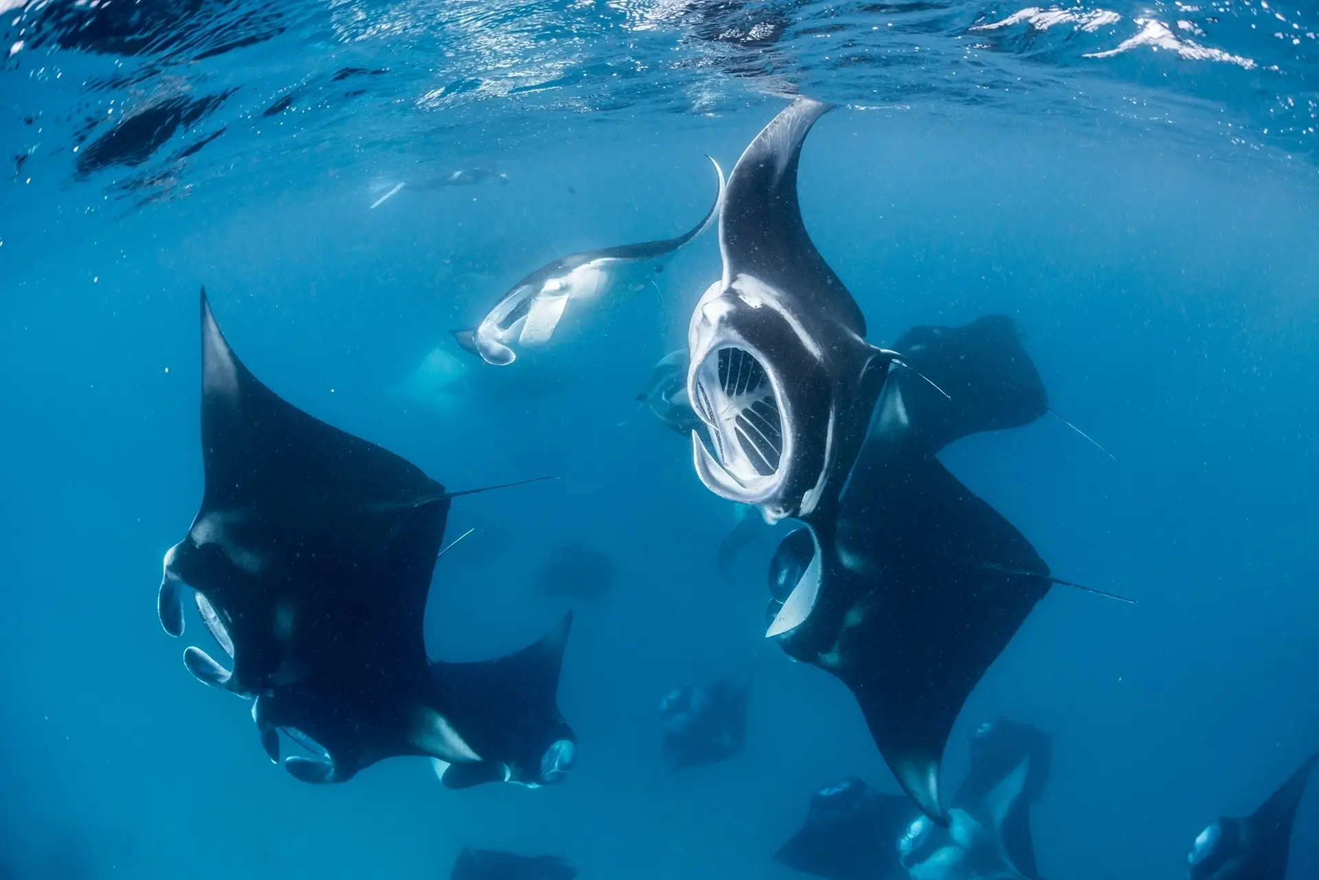 Manta ray aggregation in Hanifaru Bay, the Maldives