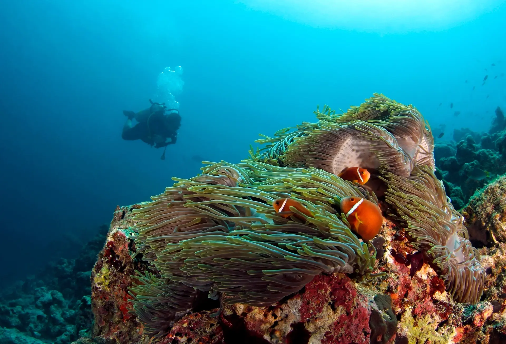Maldives anemonefish in the North Male Atolls, Maldives