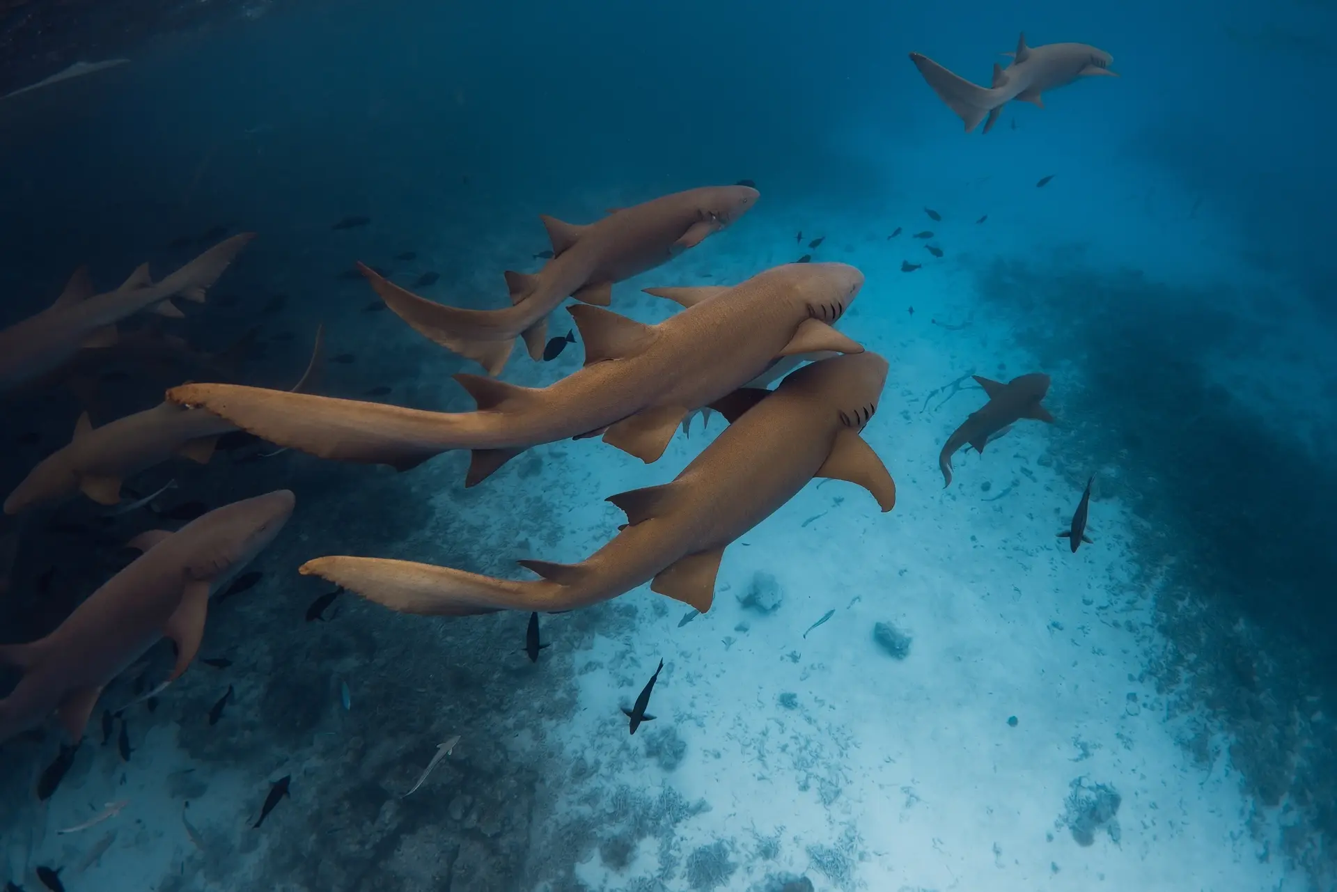 Nurse shark in the Maldives