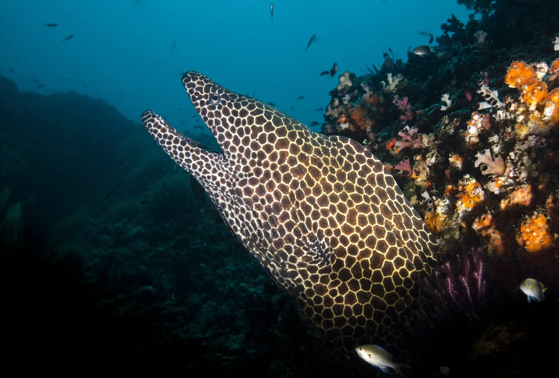 Honeycomb moray eel in the Hallaniyat Islands, Oman