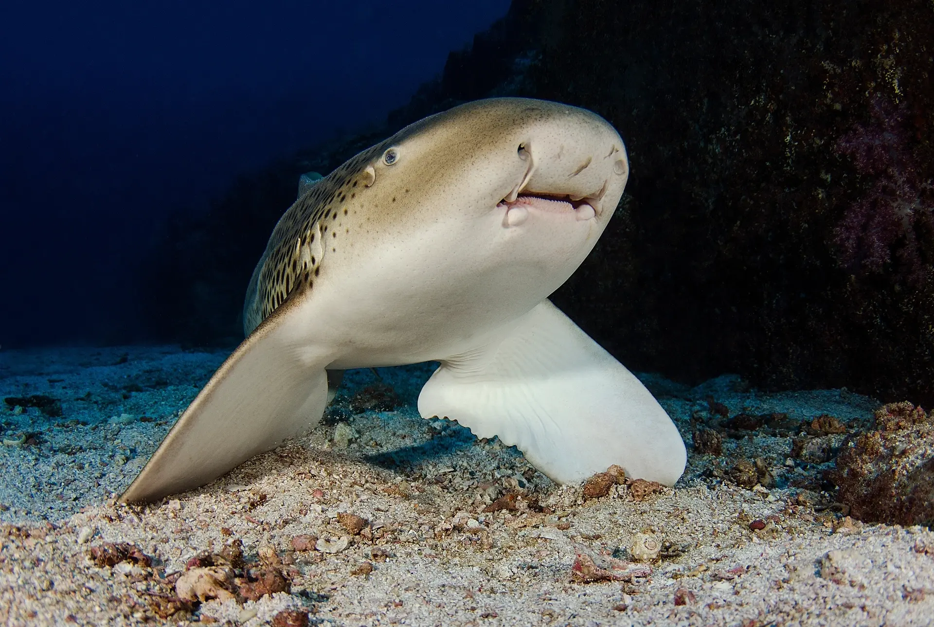 Zebra shark in the Hallaniyat Islands, Oman