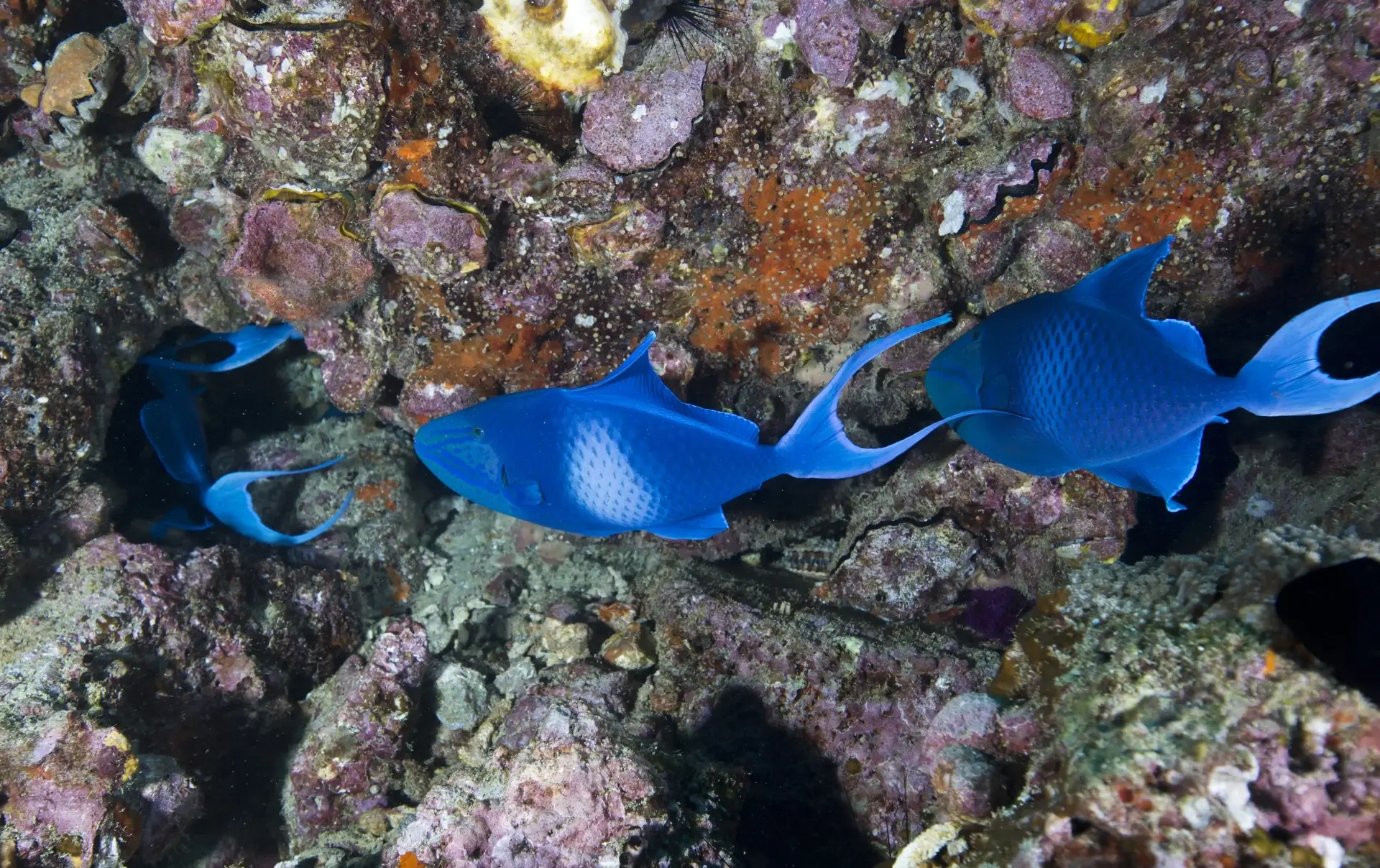 Red-toothed triggerfish shoal in Musandam Peninsula, Oman