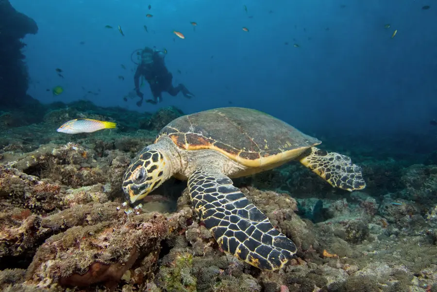 Green turtle in Sri Lanka