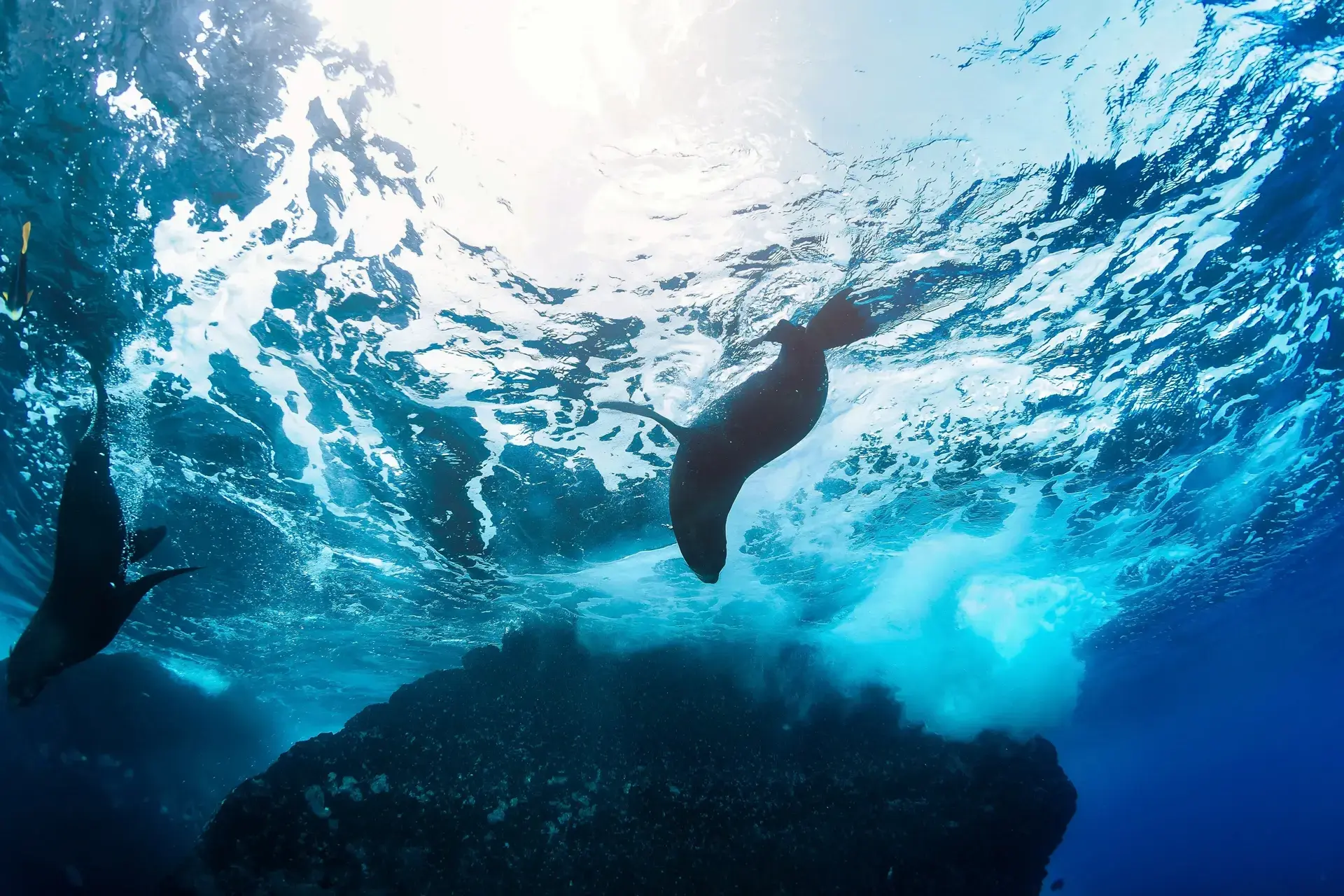 Galapagos fur seal underwater in the Galapagos Islands