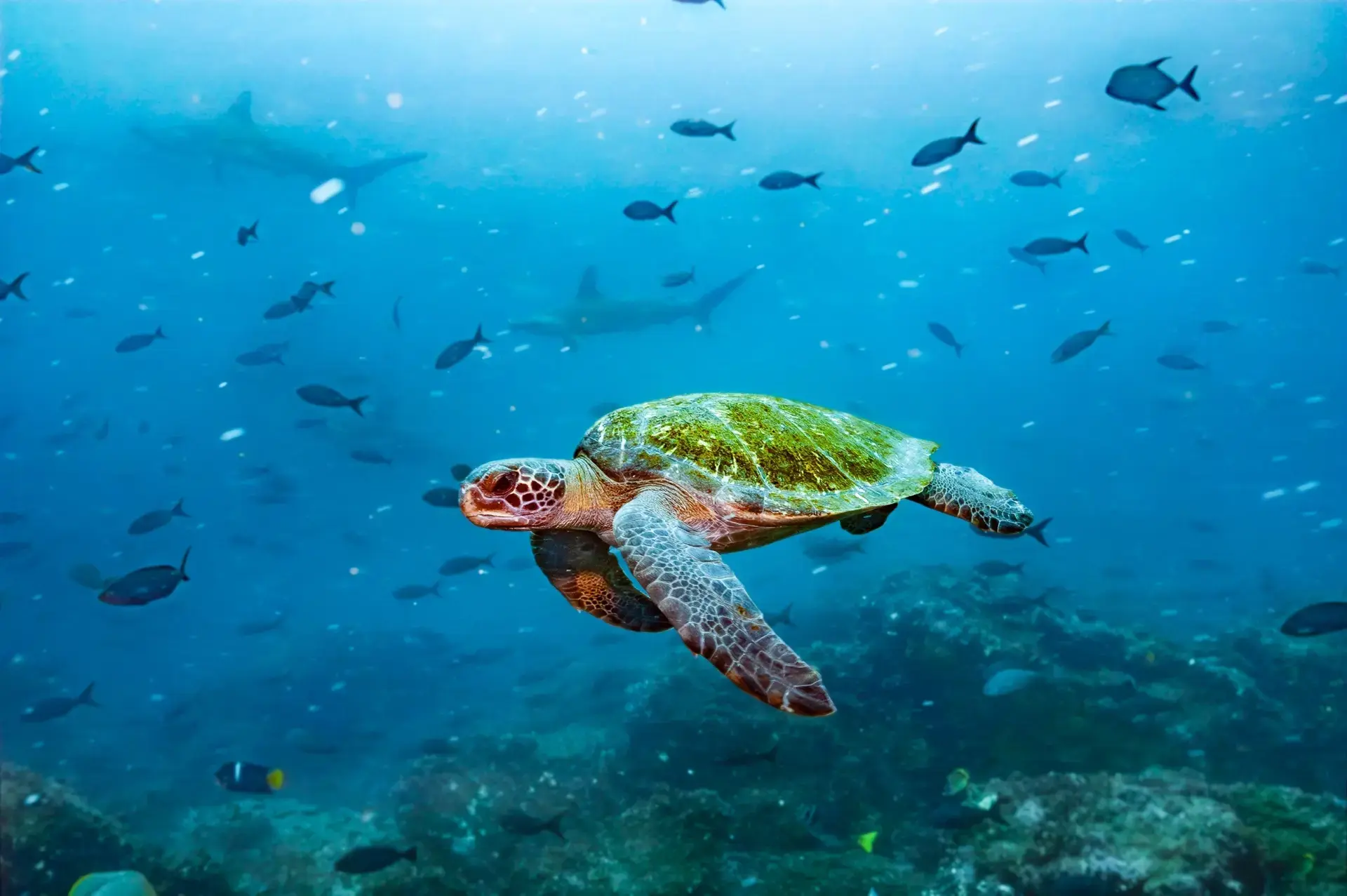 Galapagos green sea turtle in the Galapagos Islands